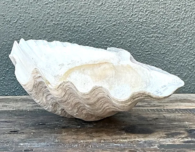 Vintage Gigas Giant Clamshell #11 — additional photo 3