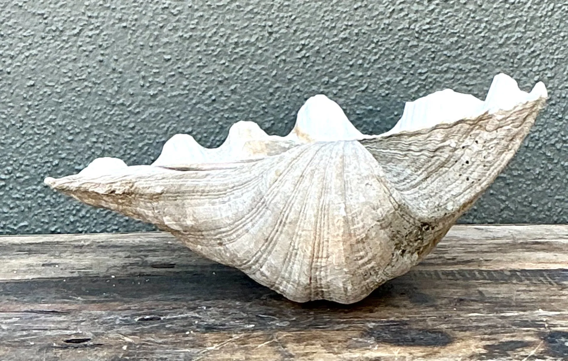 Vintage Gigas Giant Clamshell #11 — additional photo 4