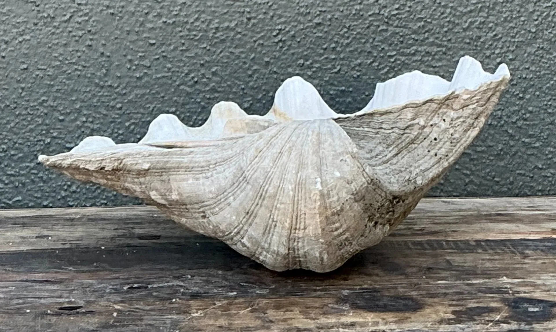 Vintage Gigas Giant Clamshell #11 — additional photo 5