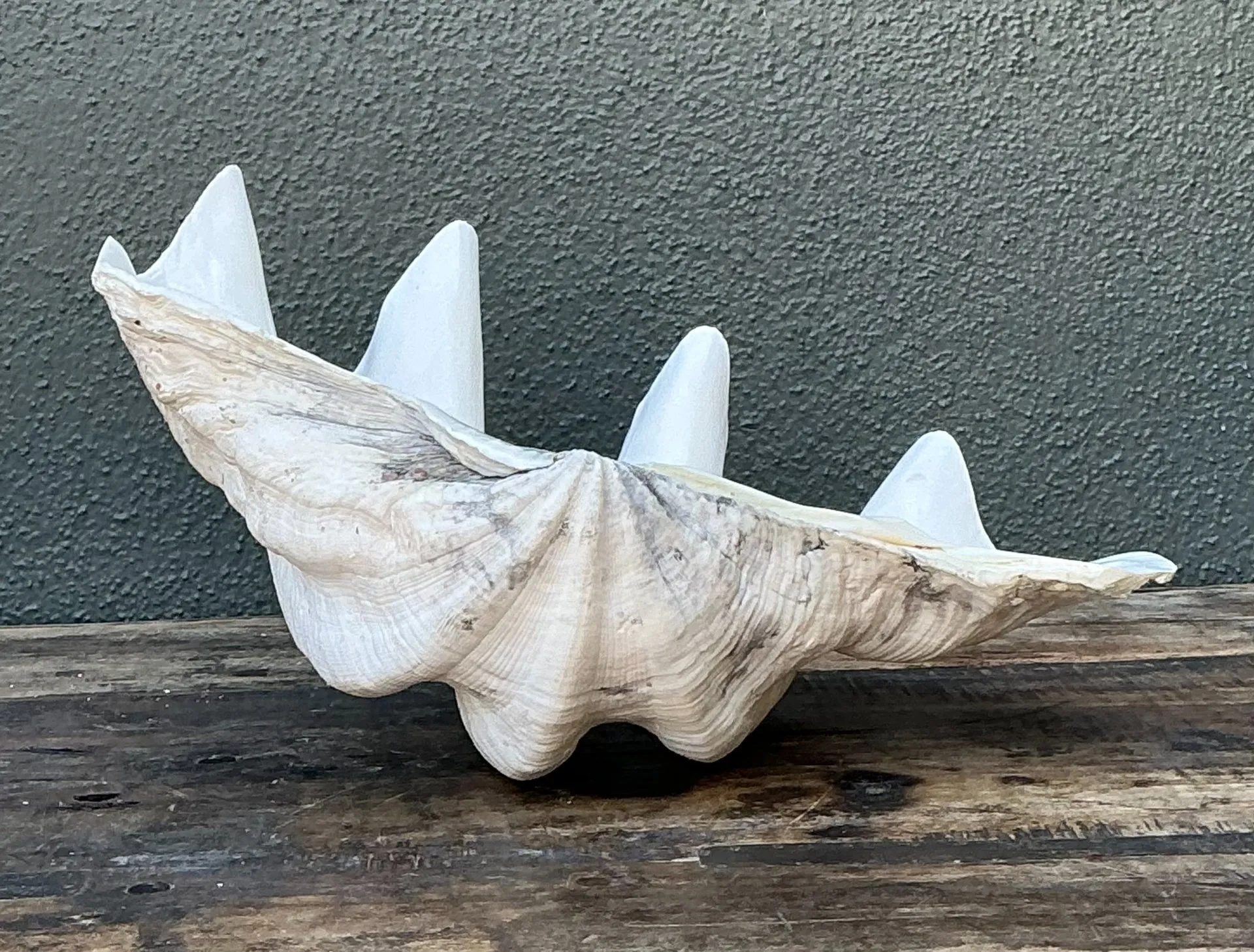 Vintage Gigas Giant Clamshell #12 — additional photo 1