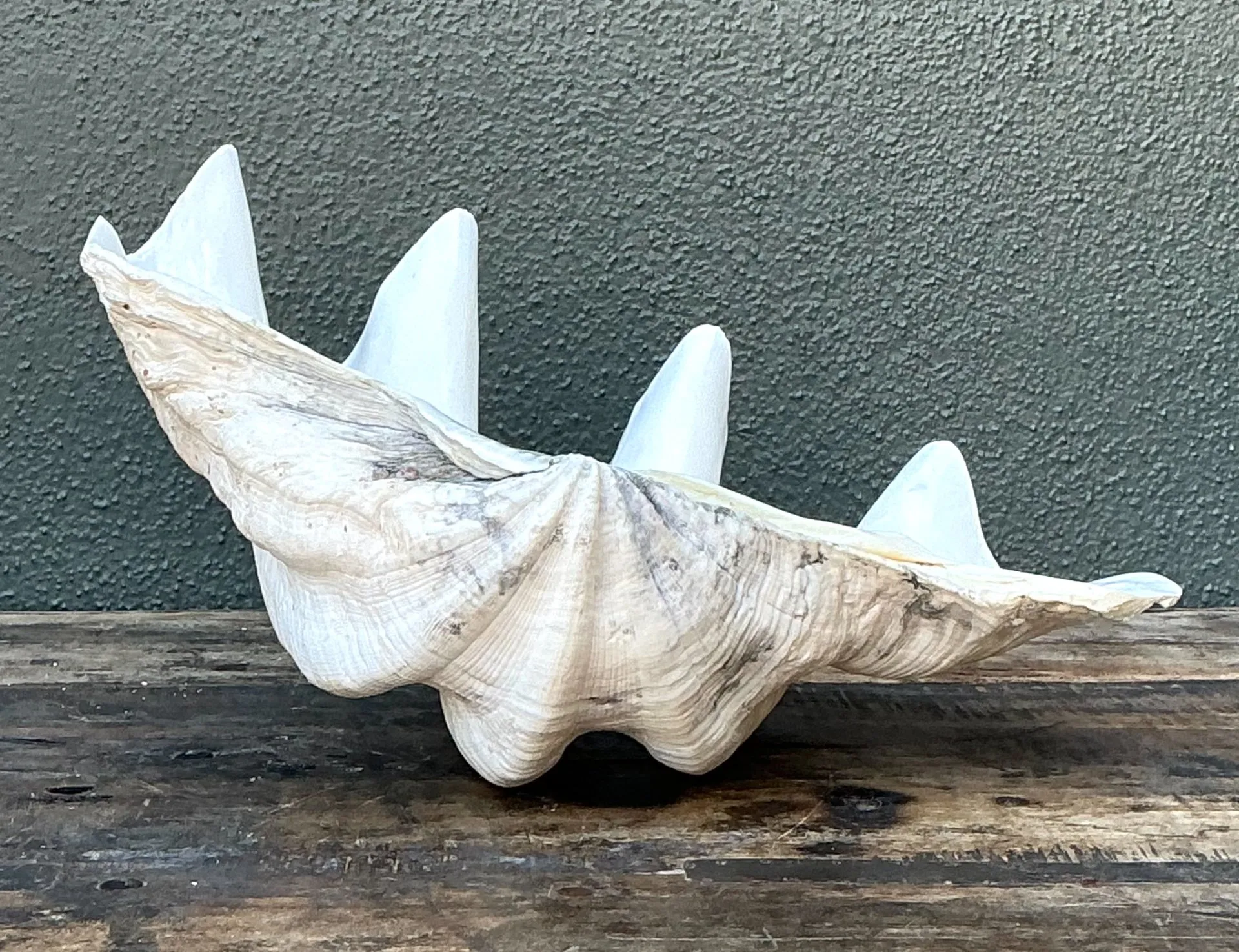 Vintage Gigas Giant Clamshell #12 — additional photo 2