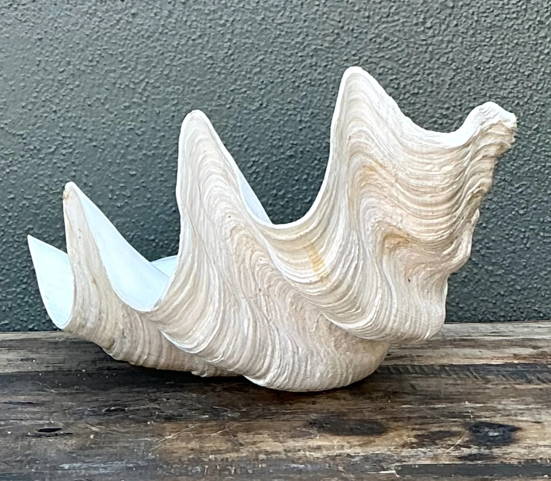 Vintage Gigas Giant Clamshell #12 — additional photo 3
