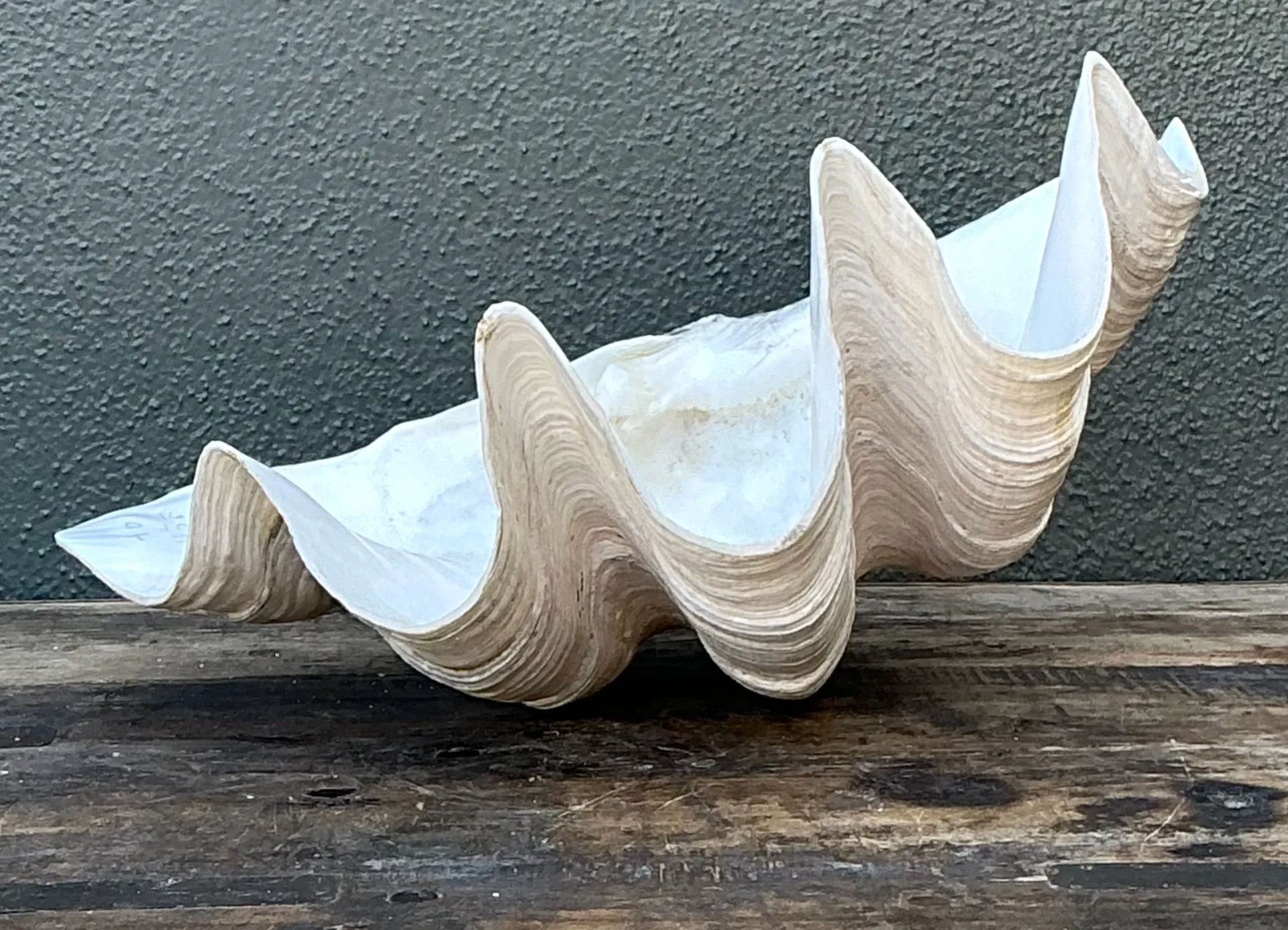 Vintage Gigas Giant Clamshell #12 — additional photo 5