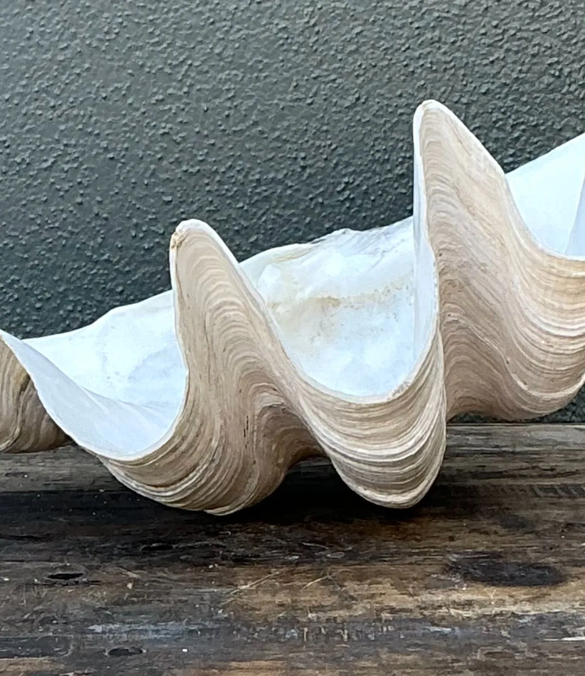 Vintage Gigas Giant Clamshell #12 — additional photo 5