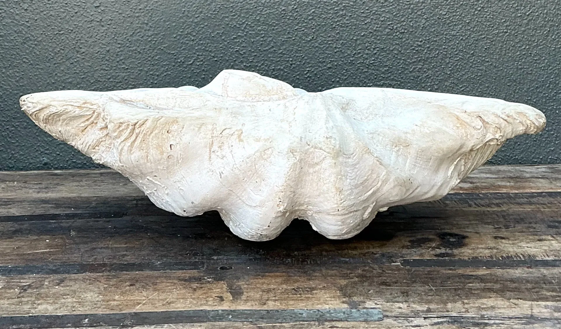 Vintage Gigas Giant Clamshell #13 — additional photo 2