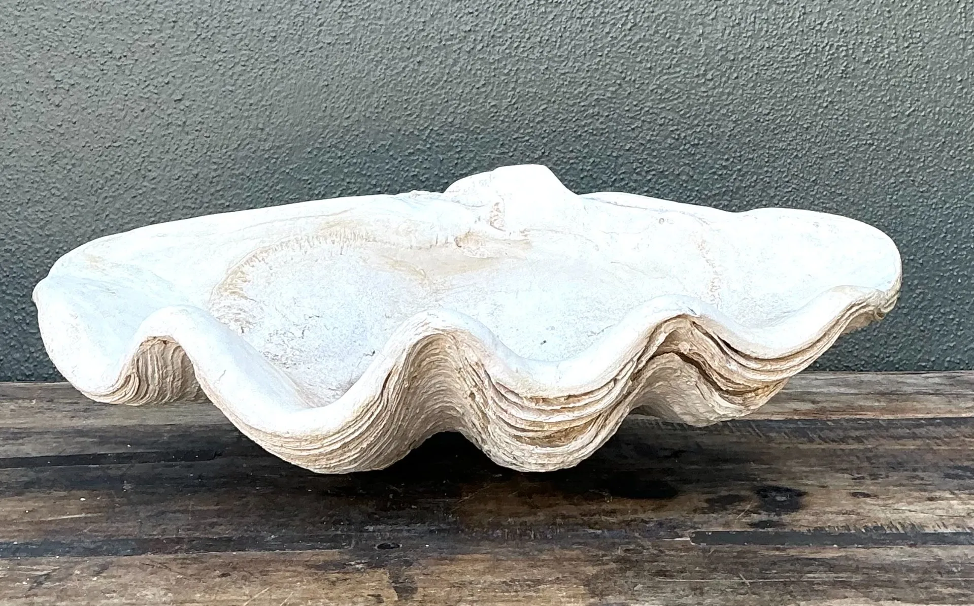 Vintage Gigas Giant Clamshell #13 — additional photo 4
