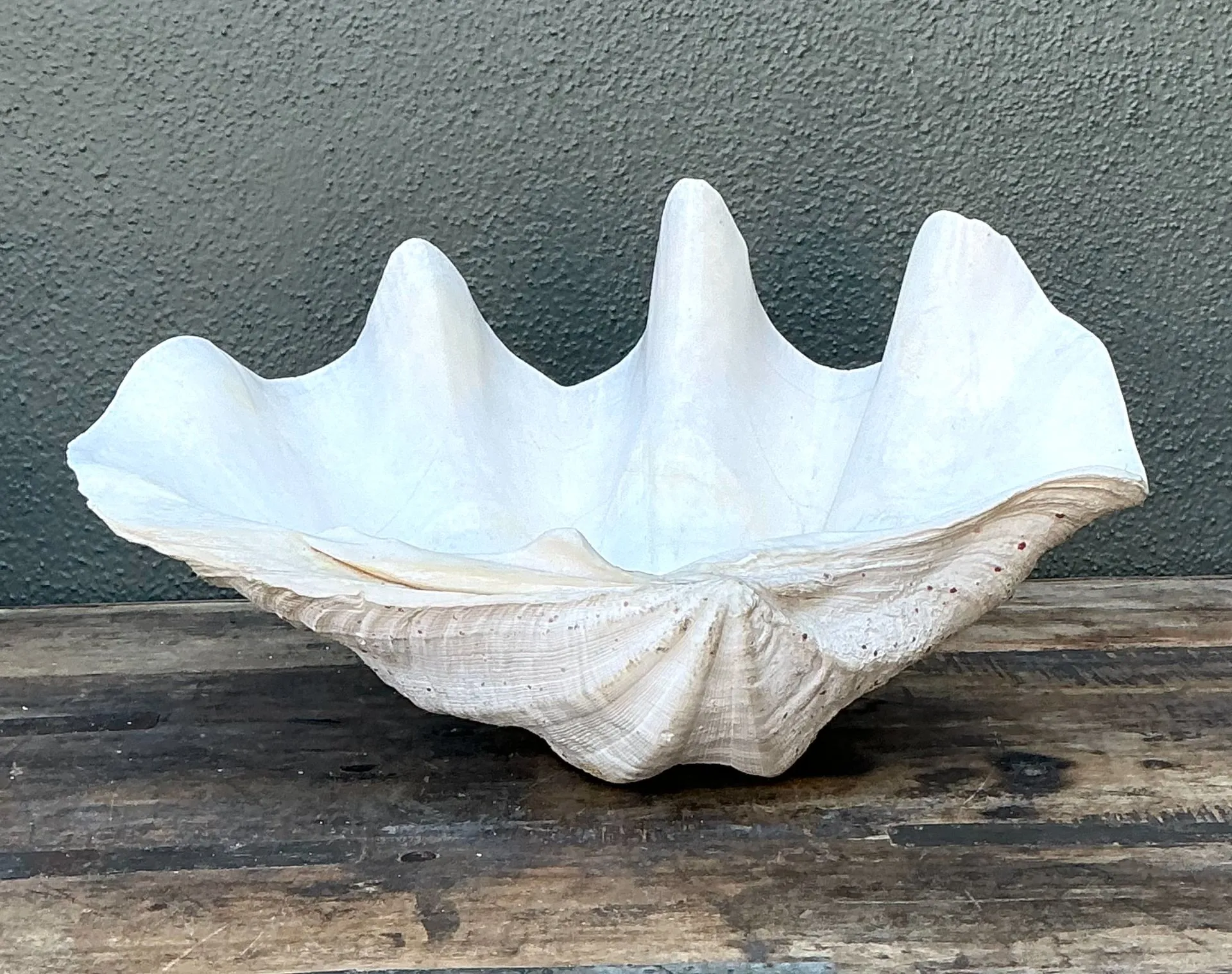 Vintage Gigas Giant Clamshell #14 — additional photo 2