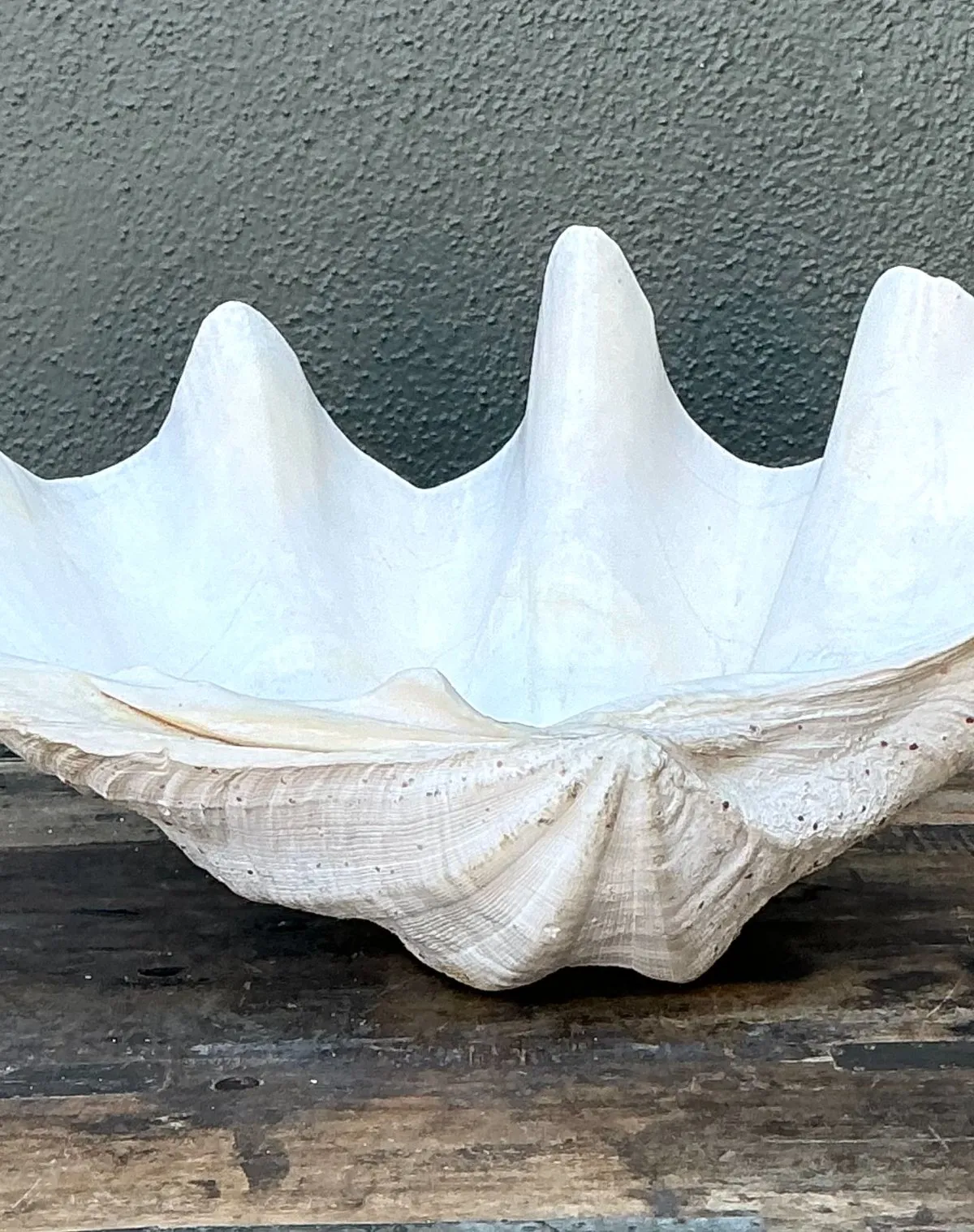 Vintage Gigas Giant Clamshell #14 — additional photo 2