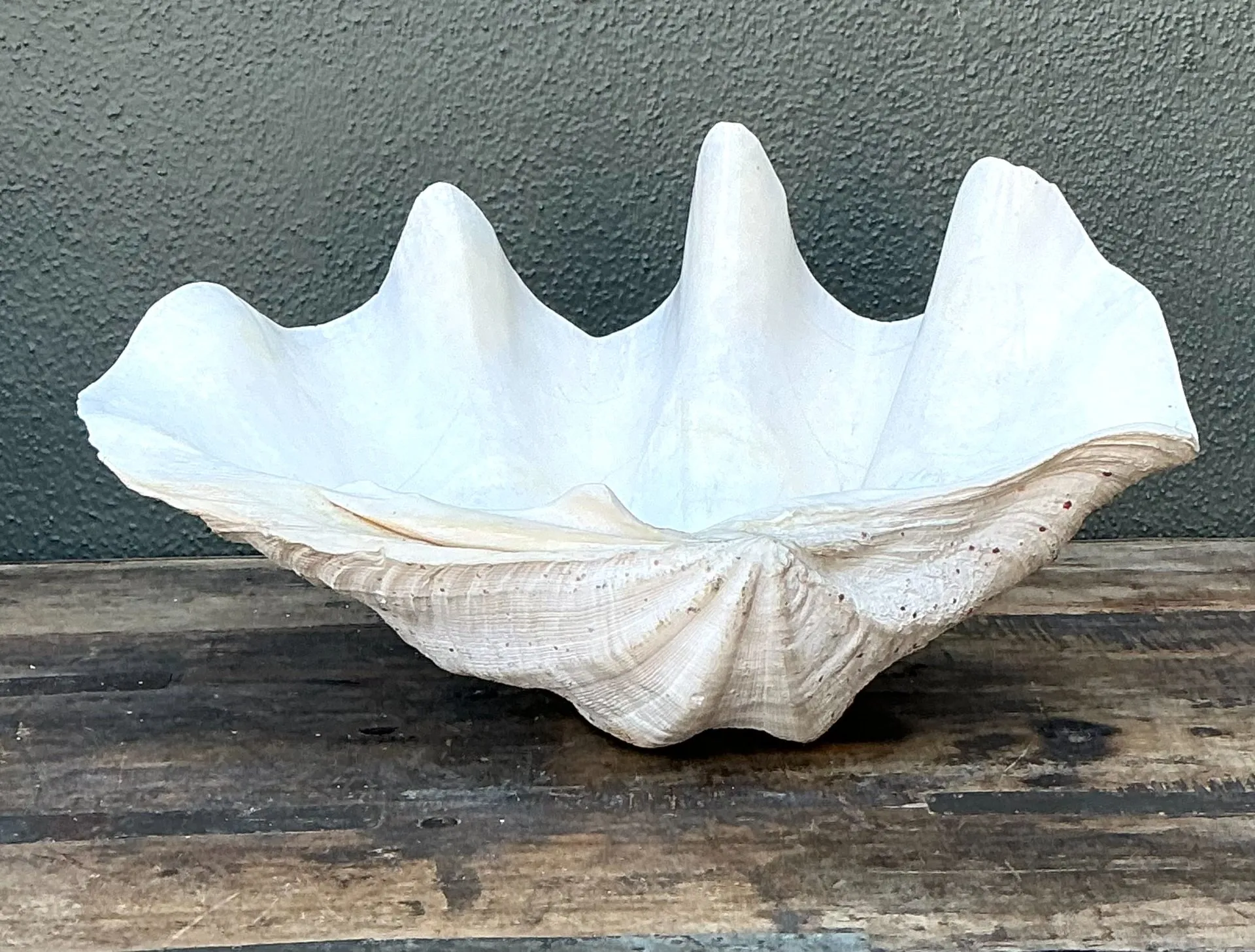 Vintage Gigas Giant Clamshell #14 — additional photo 3