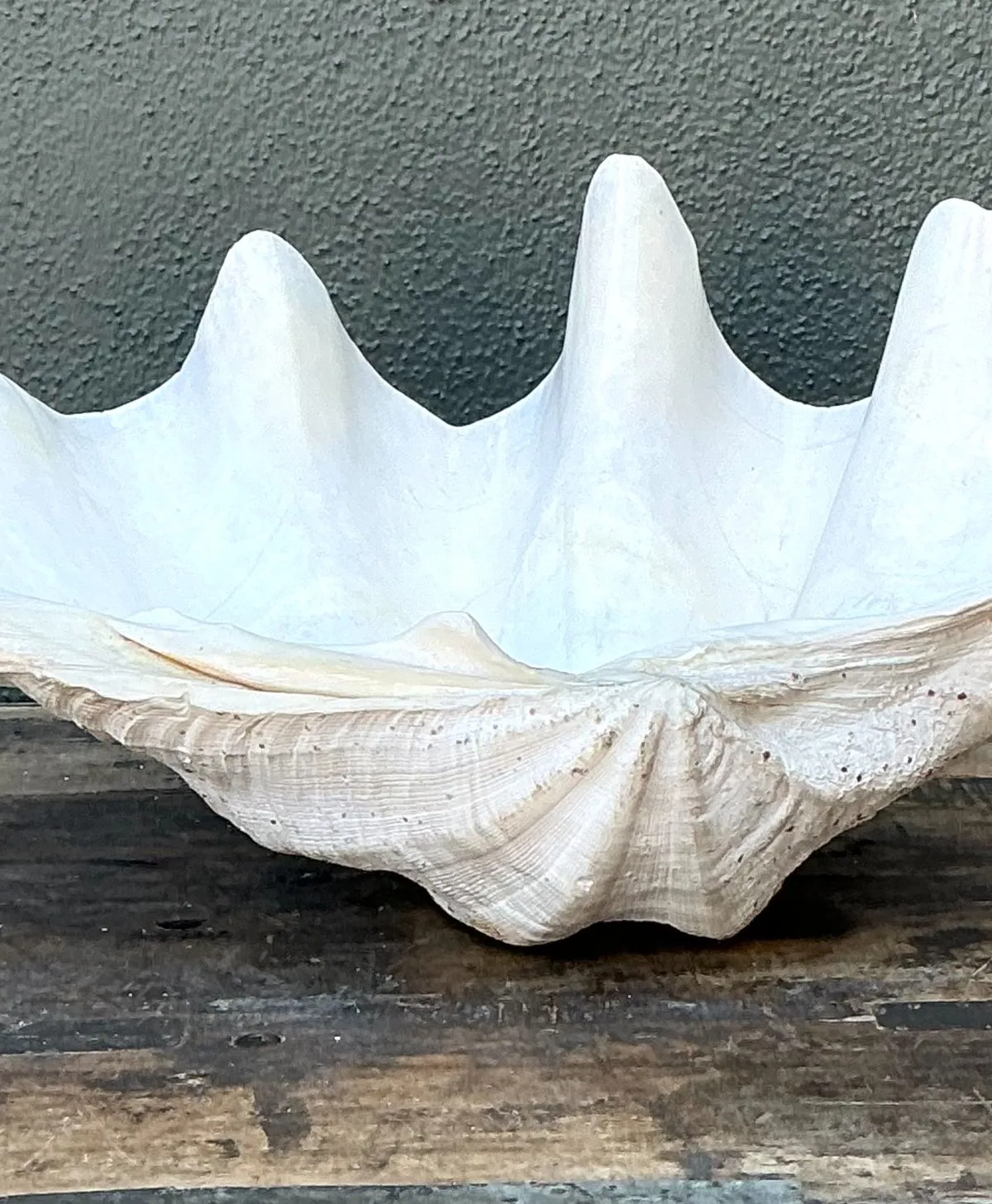 Vintage Gigas Giant Clamshell #14 — additional photo 3