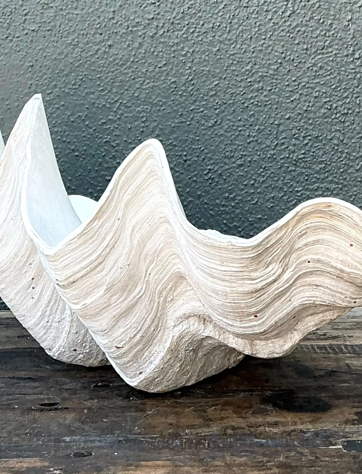 Vintage Gigas Giant Clamshell #14