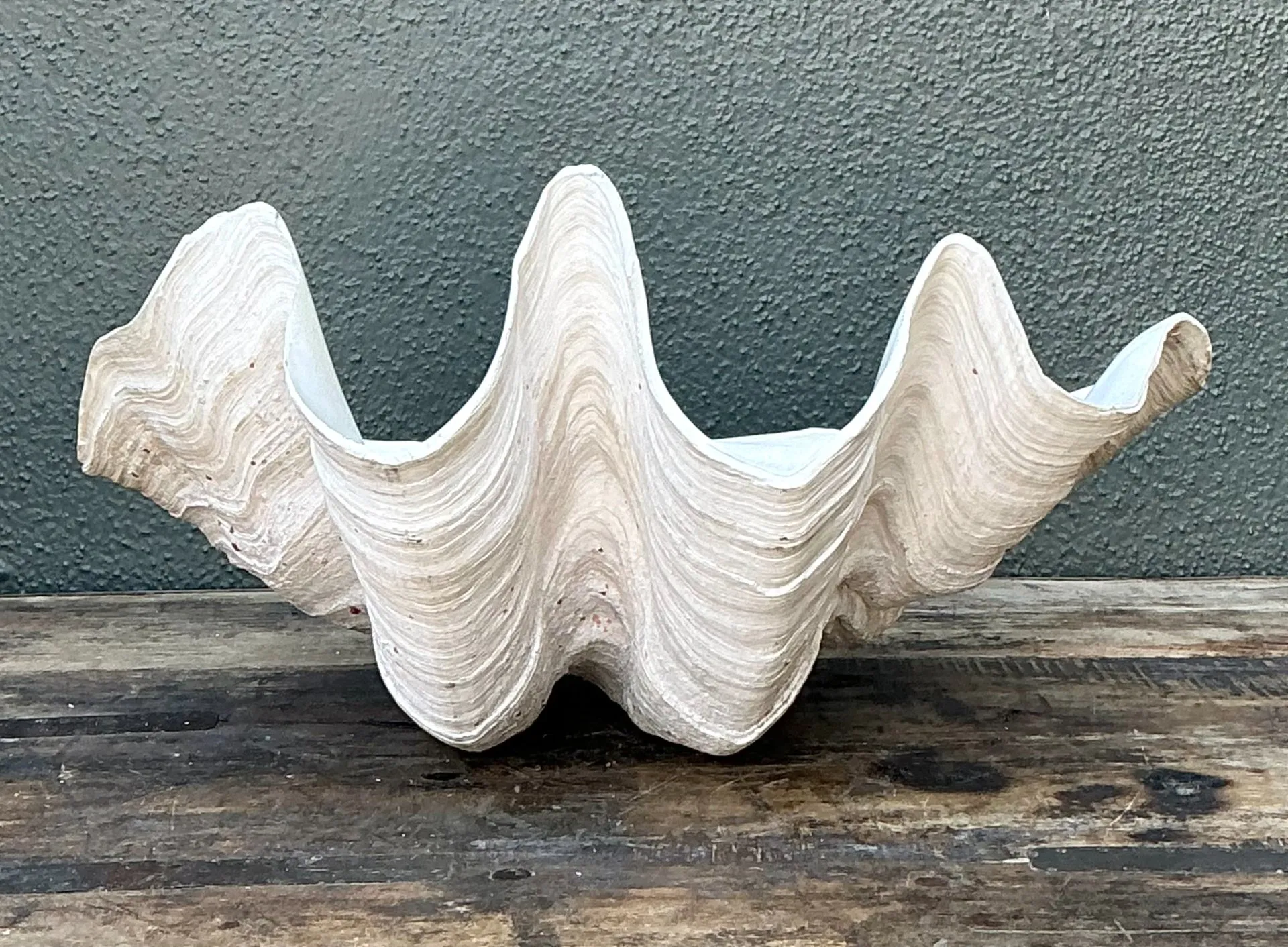 Vintage Gigas Giant Clamshell #14 — additional photo 5