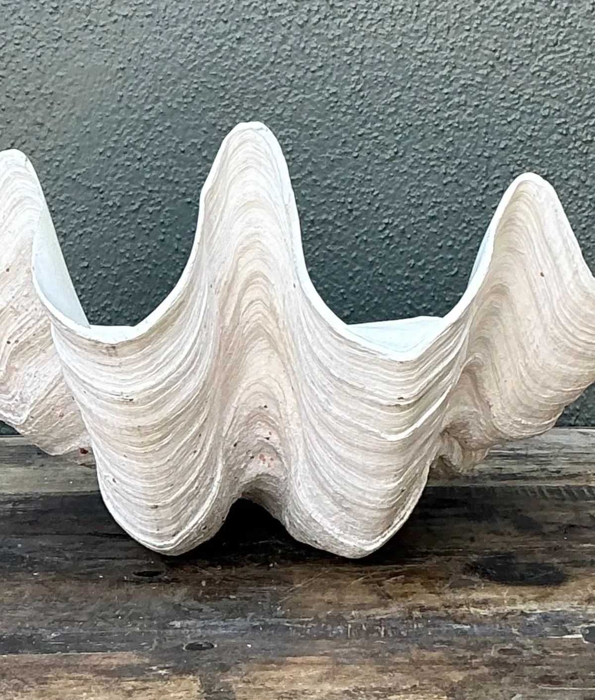 Vintage Gigas Giant Clamshell #14 — additional photo 5