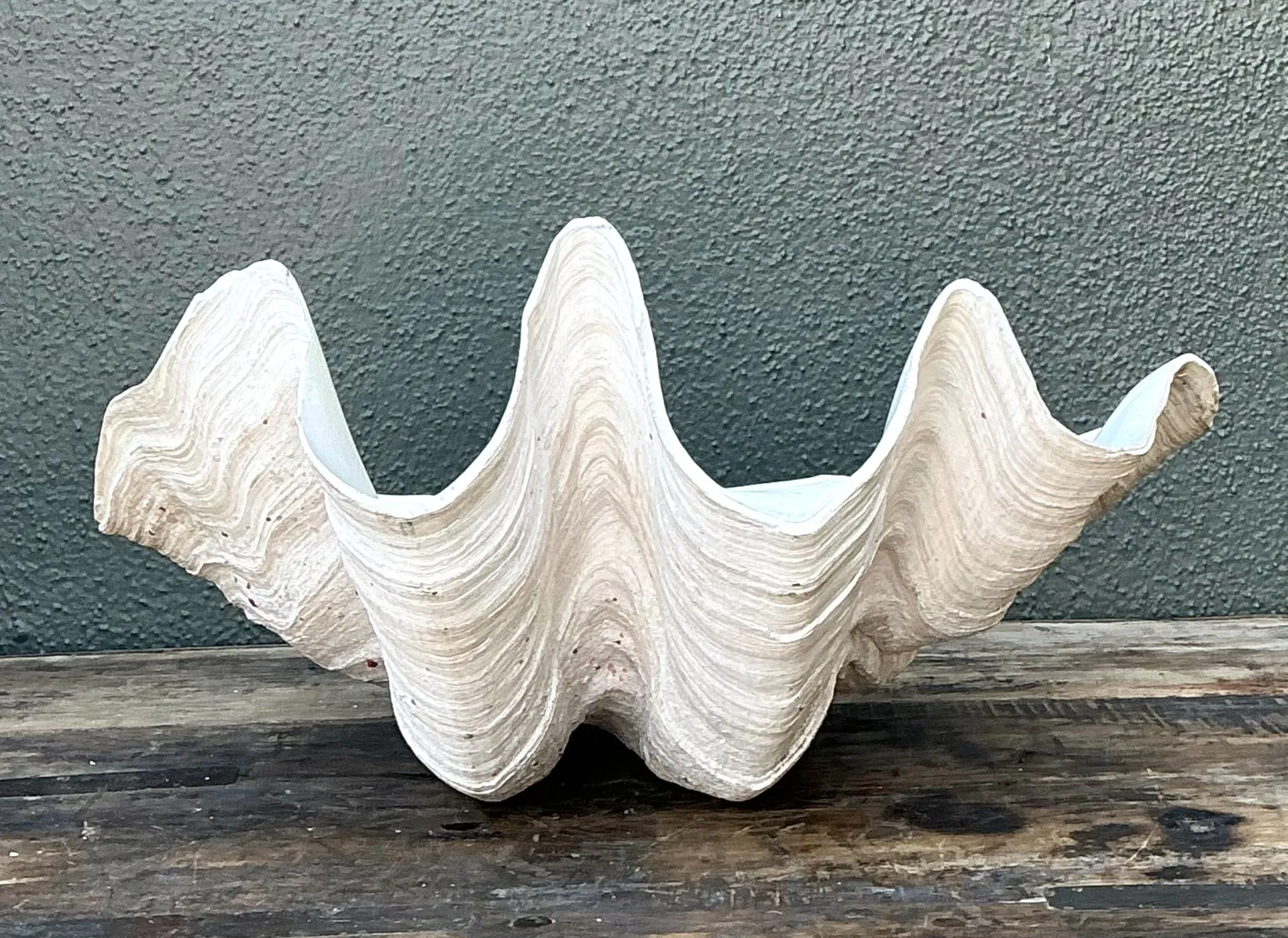 Vintage Gigas Giant Clamshell #14 — additional photo 6