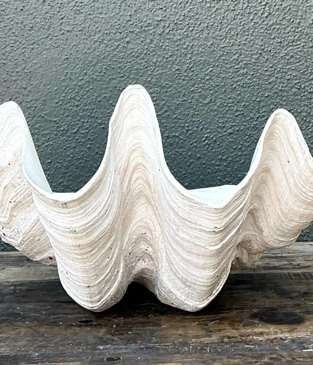 Vintage Gigas Giant Clamshell #14 — additional photo 6
