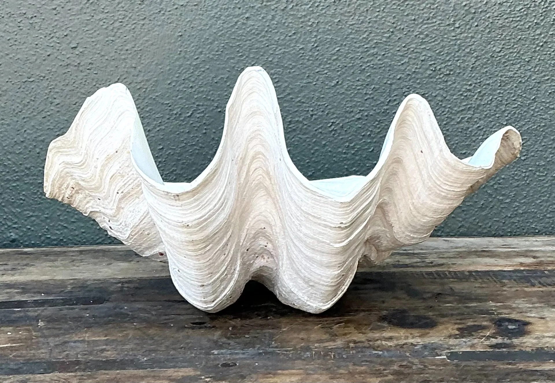 Vintage Gigas Giant Clamshell #14 — additional photo 7