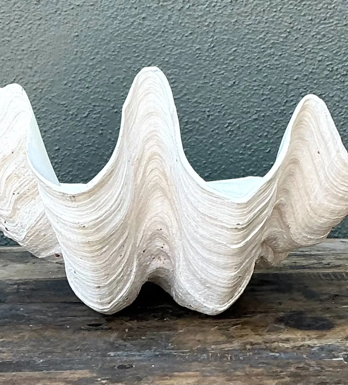 Vintage Gigas Giant Clamshell #14 — additional photo 7