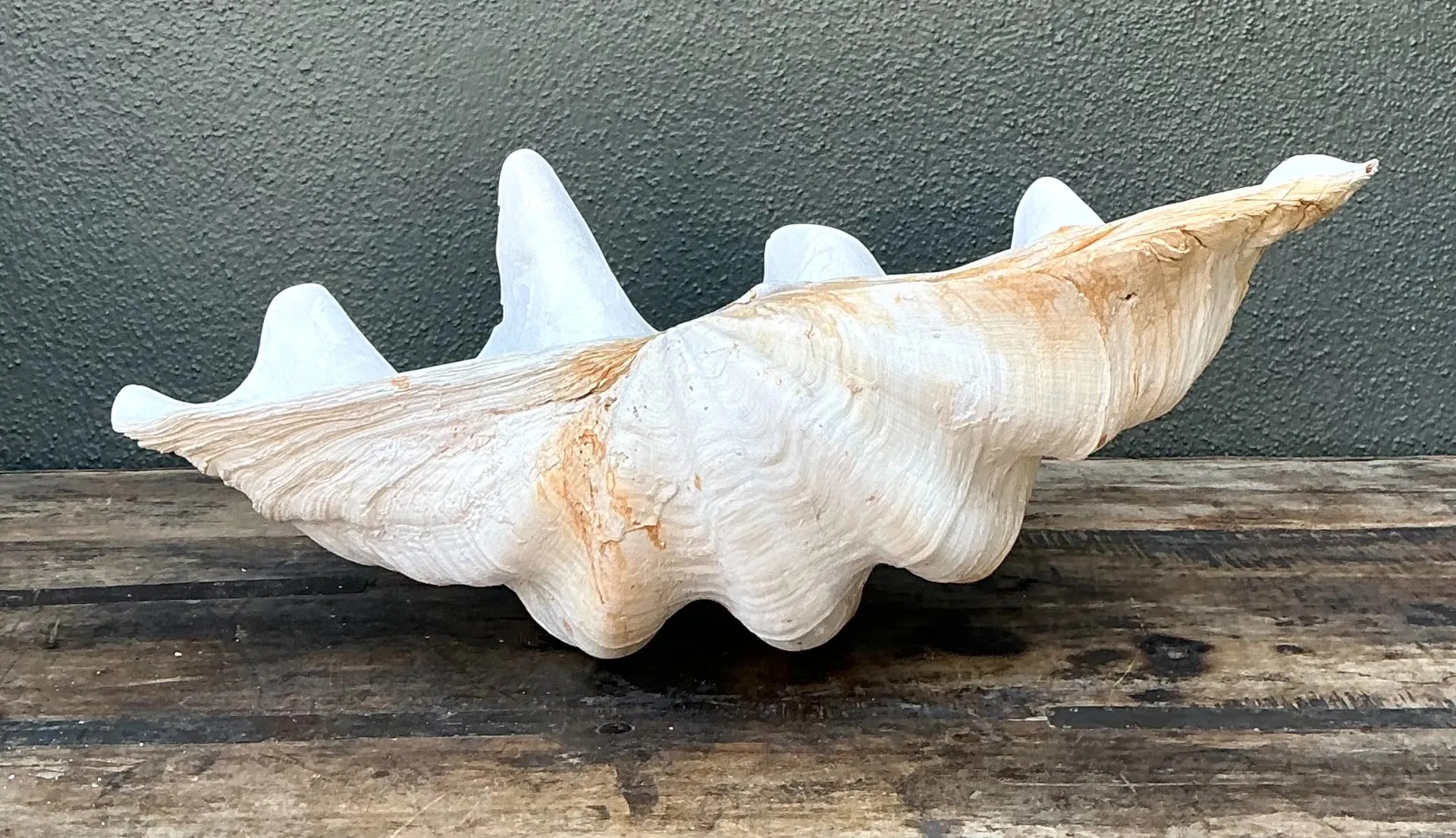 Vintage Gigas Giant Clamshell #15 — additional photo 2