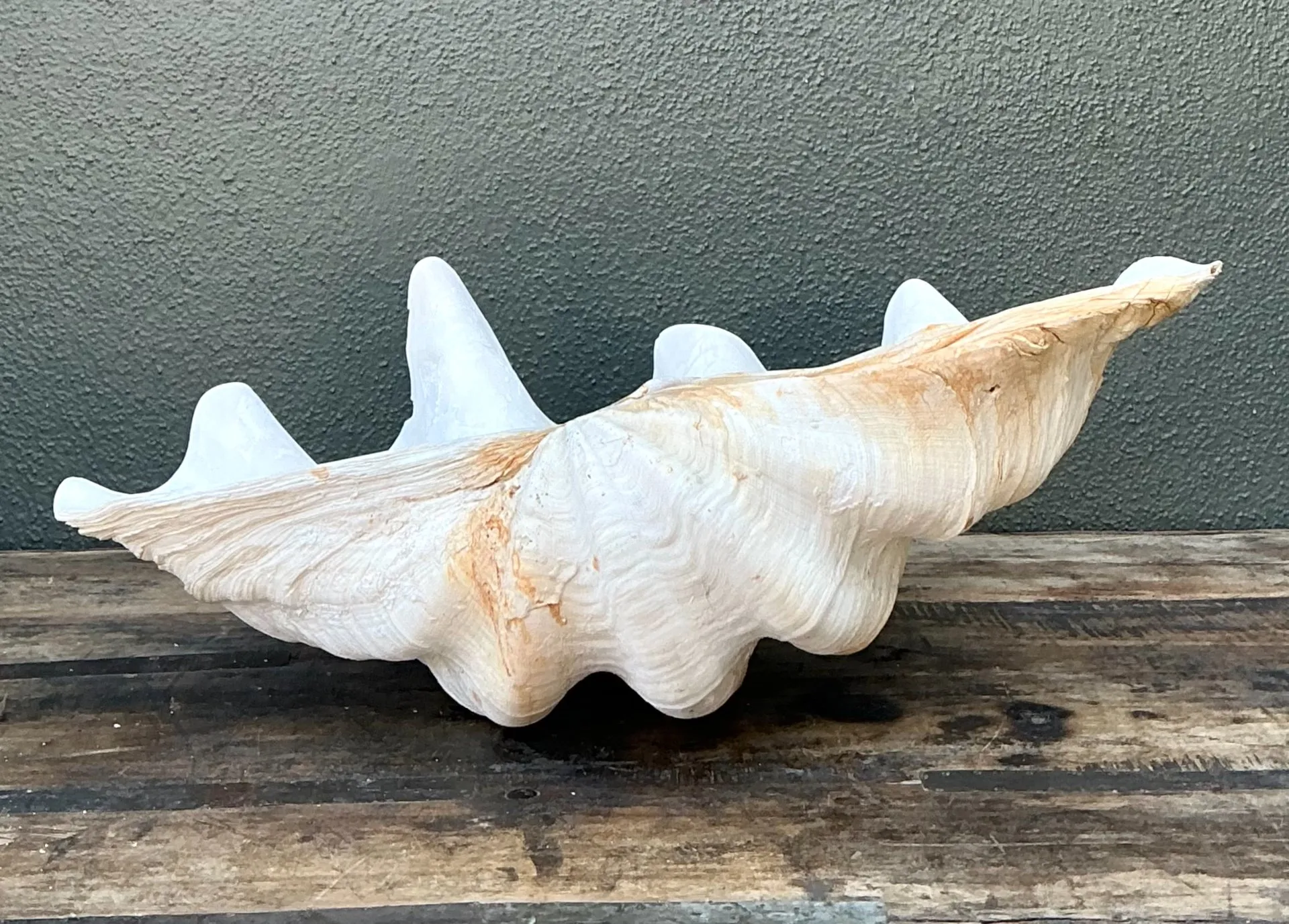 Vintage Gigas Giant Clamshell #15 — additional photo 3