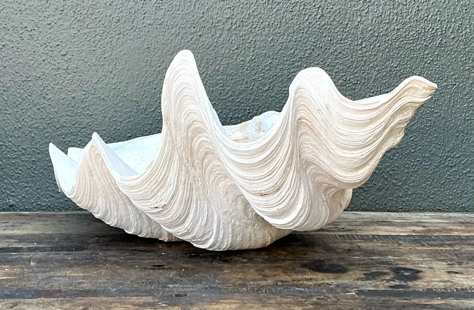 Vintage Gigas Giant Clamshell #15 — additional photo 6