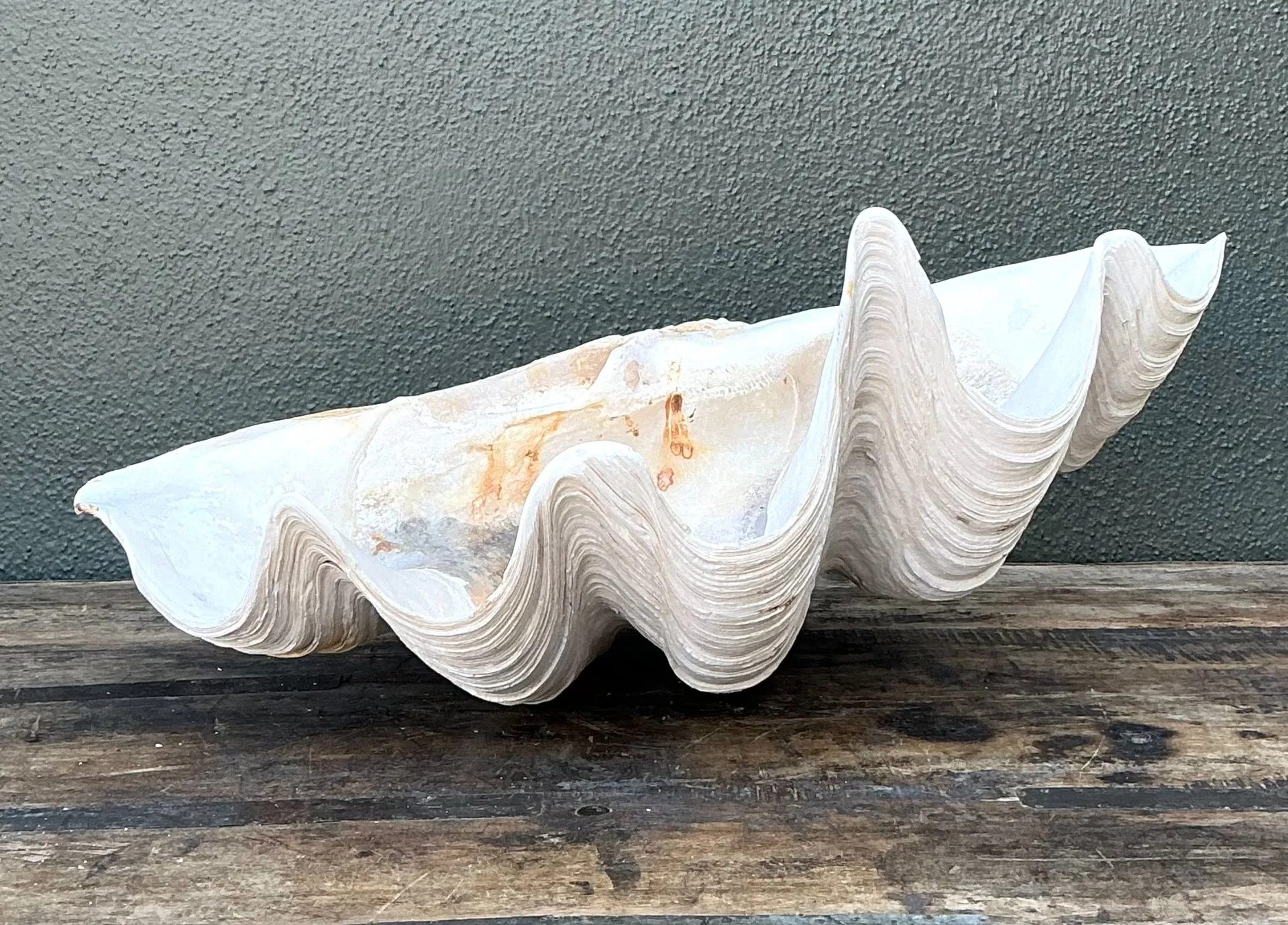 Vintage Gigas Giant Clamshell #15 — additional photo 7
