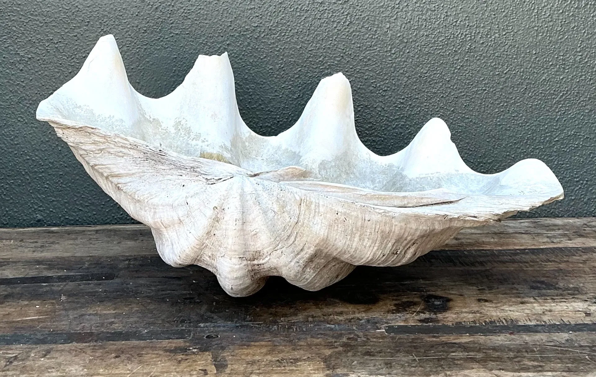 Vintage Gigas Giant Clamshell #17 — additional photo 2