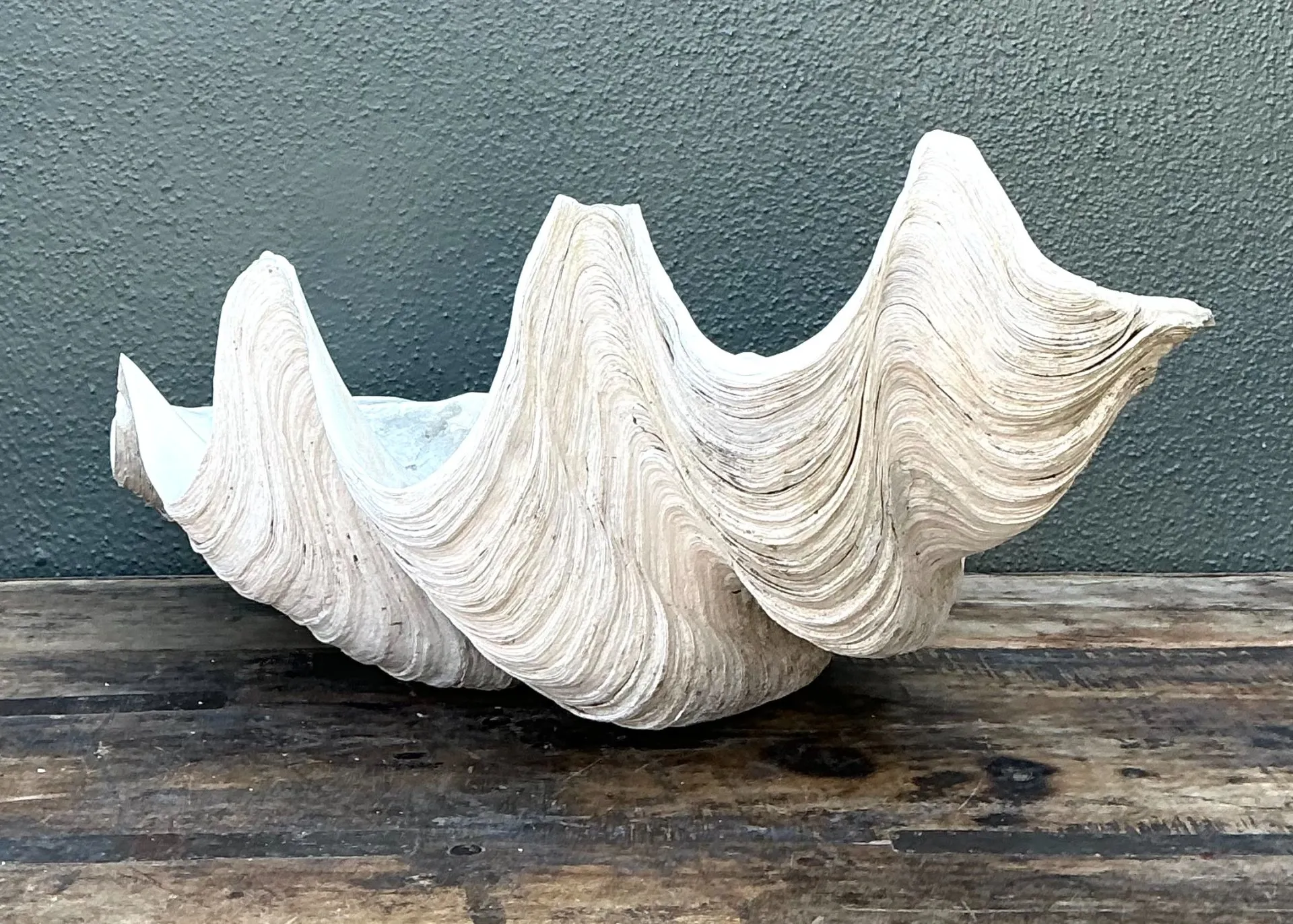 Vintage Gigas Giant Clamshell #17 — additional photo 3