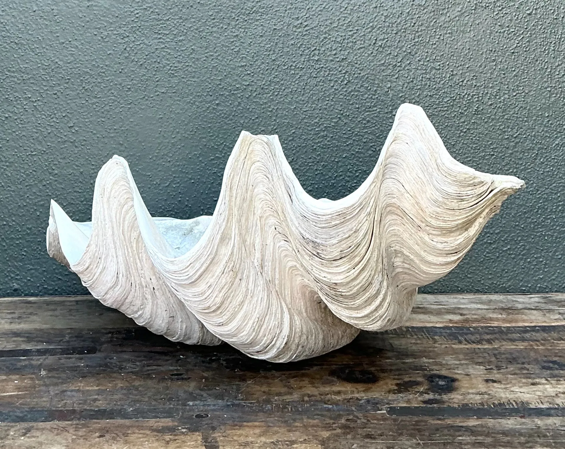 Vintage Gigas Giant Clamshell #17 — additional photo 4