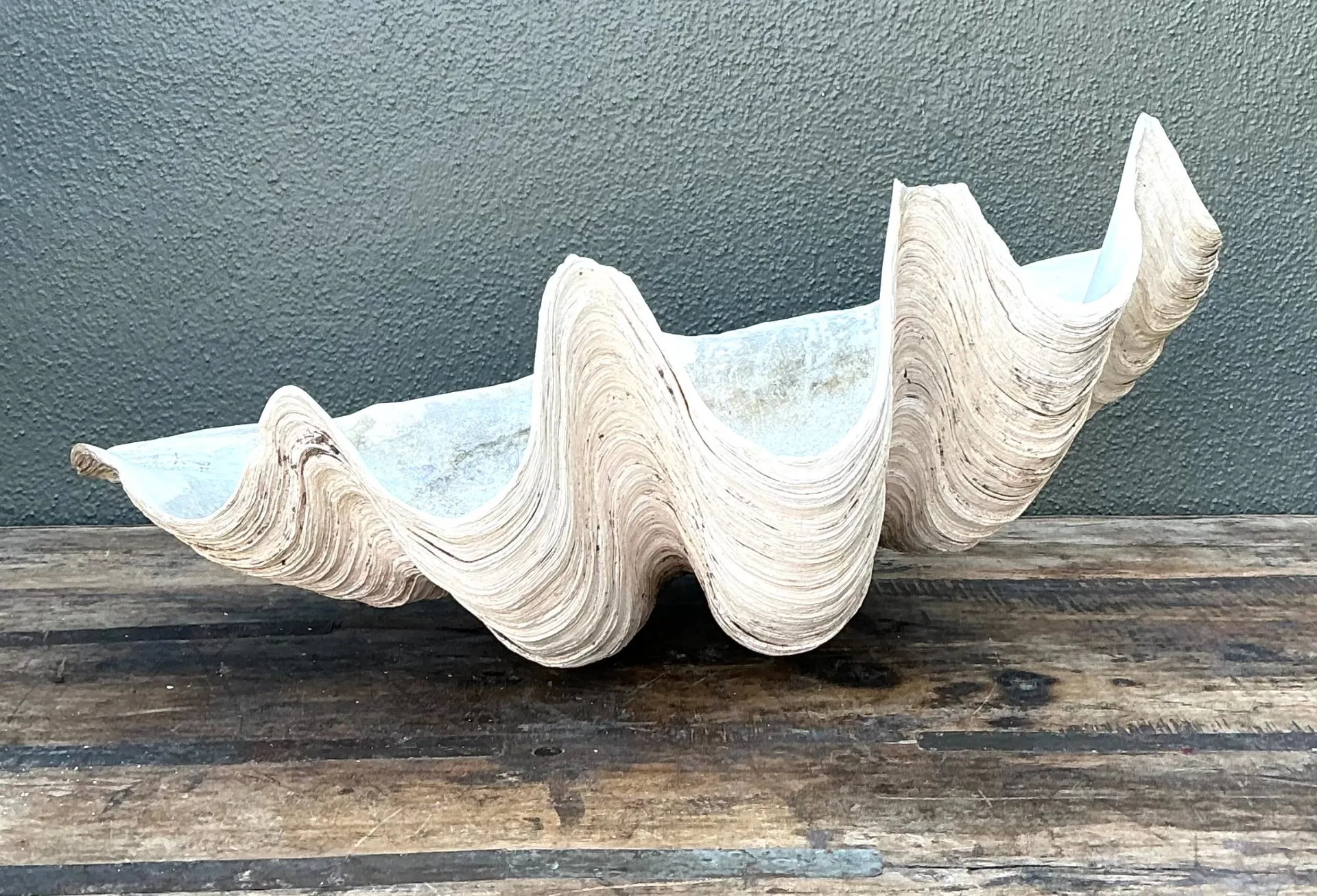 Vintage Gigas Giant Clamshell #17 — additional photo 6
