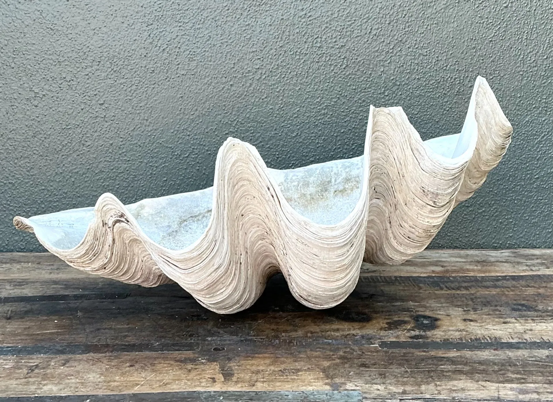 Vintage Gigas Giant Clamshell #17 — additional photo 7