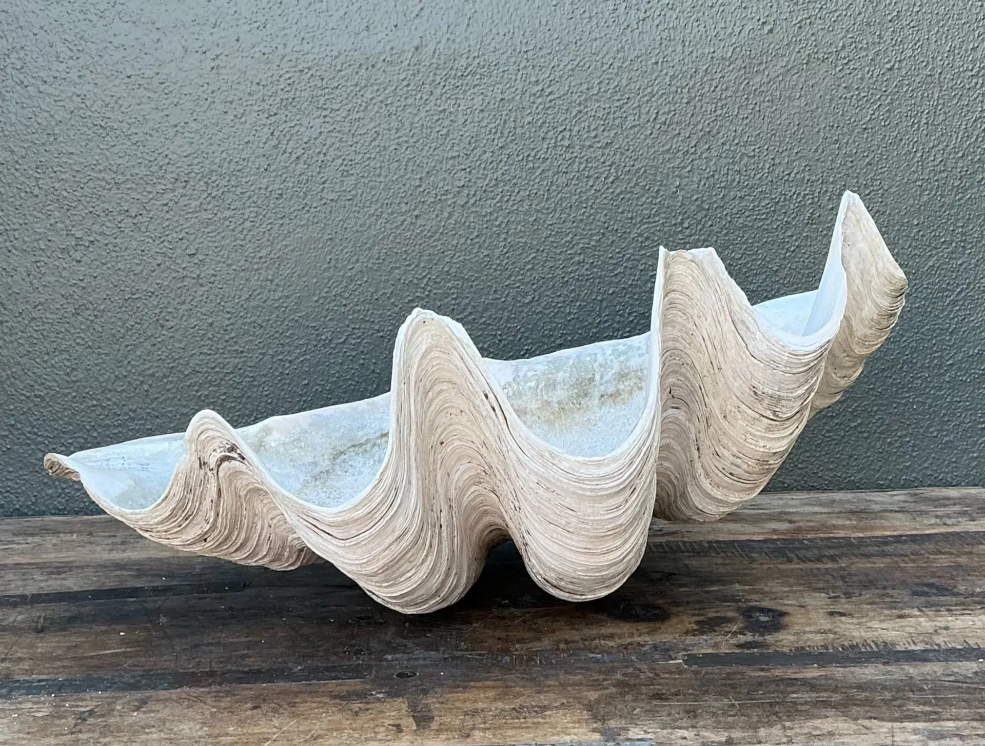 Vintage Gigas Giant Clamshell #17 — additional photo 8