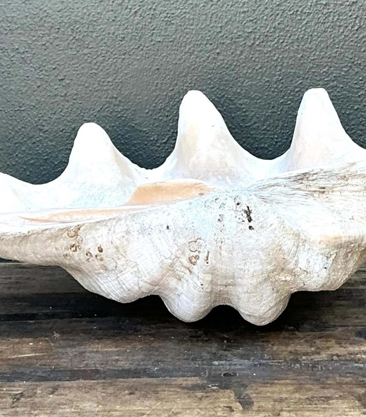 Vintage Gigas Giant Clamshell #18 — additional photo 2