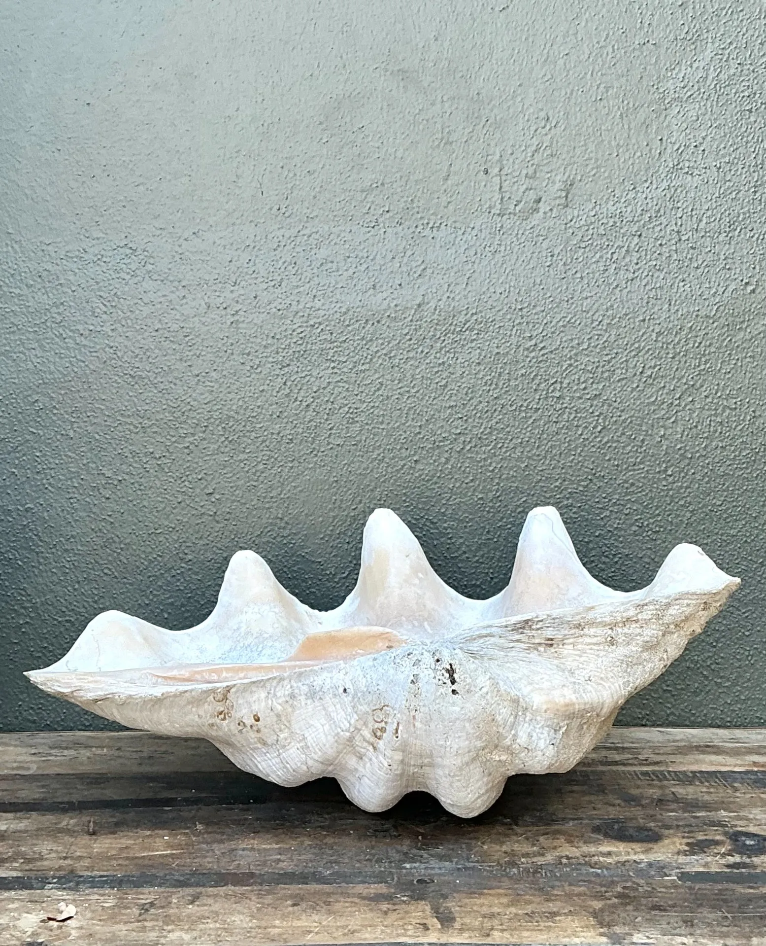 Vintage Gigas Giant Clamshell #18 — additional photo 3
