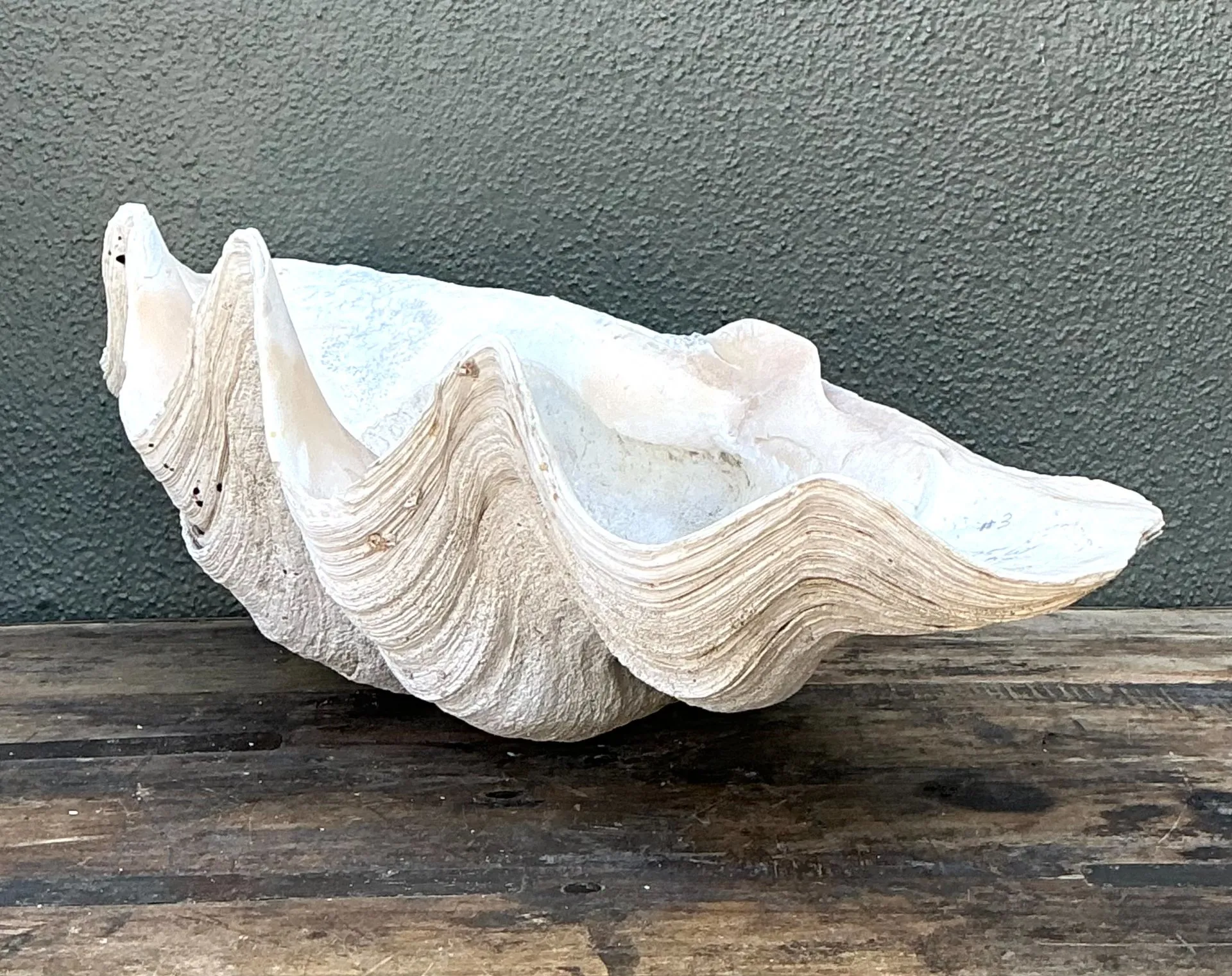 Vintage Gigas Giant Clamshell #18 — additional photo 1