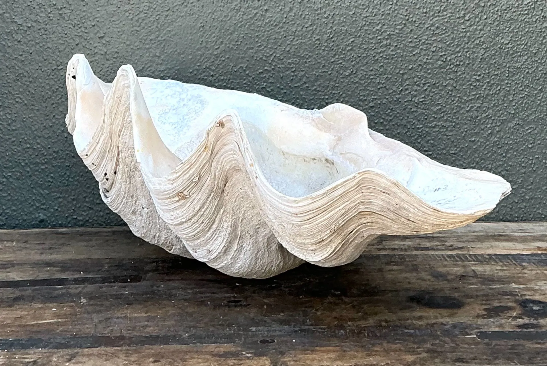 Vintage Gigas Giant Clamshell #18 — additional photo 4