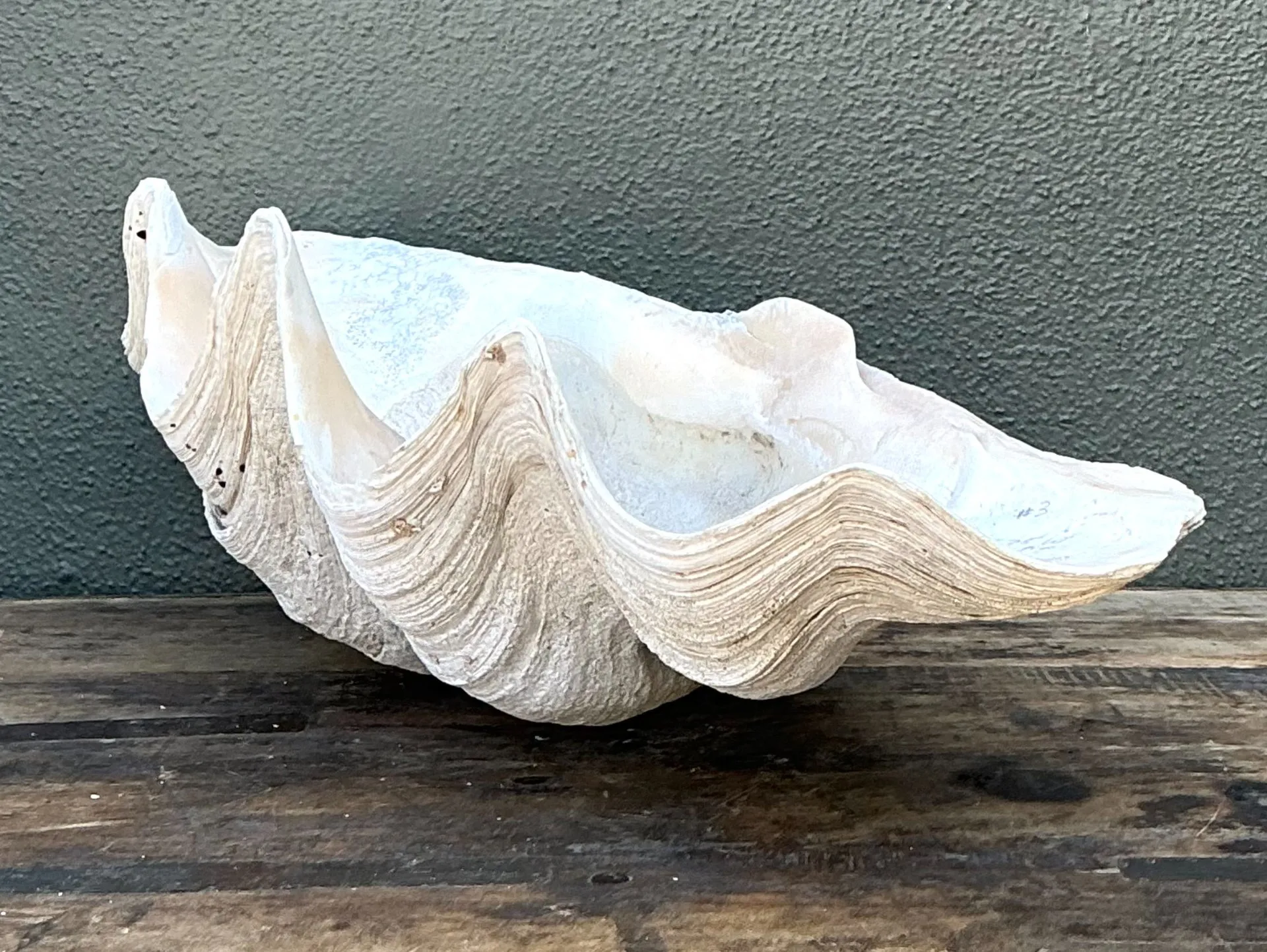 Vintage Gigas Giant Clamshell #18 — additional photo 5