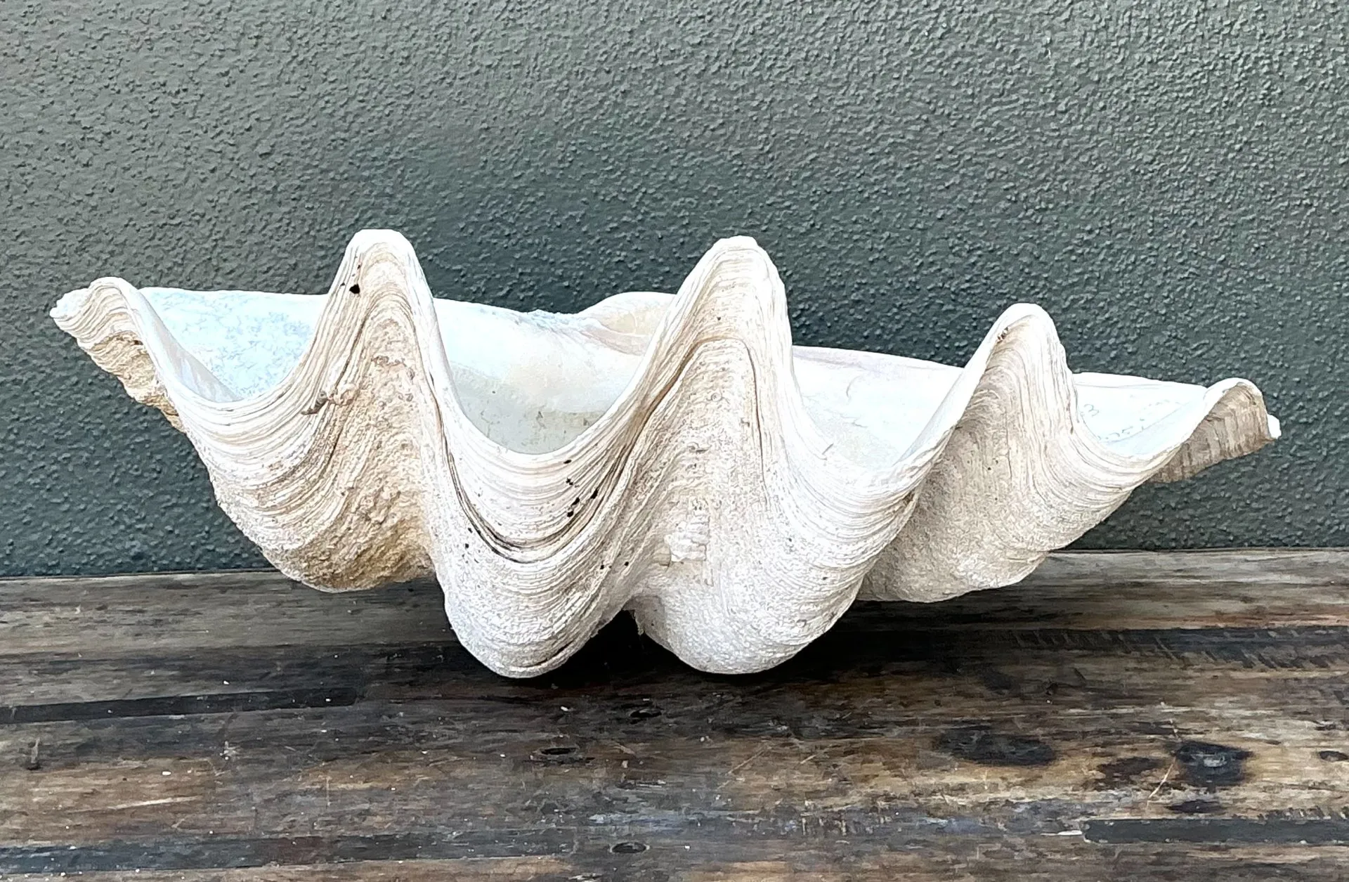 Vintage Gigas Giant Clamshell #18 — additional photo 6