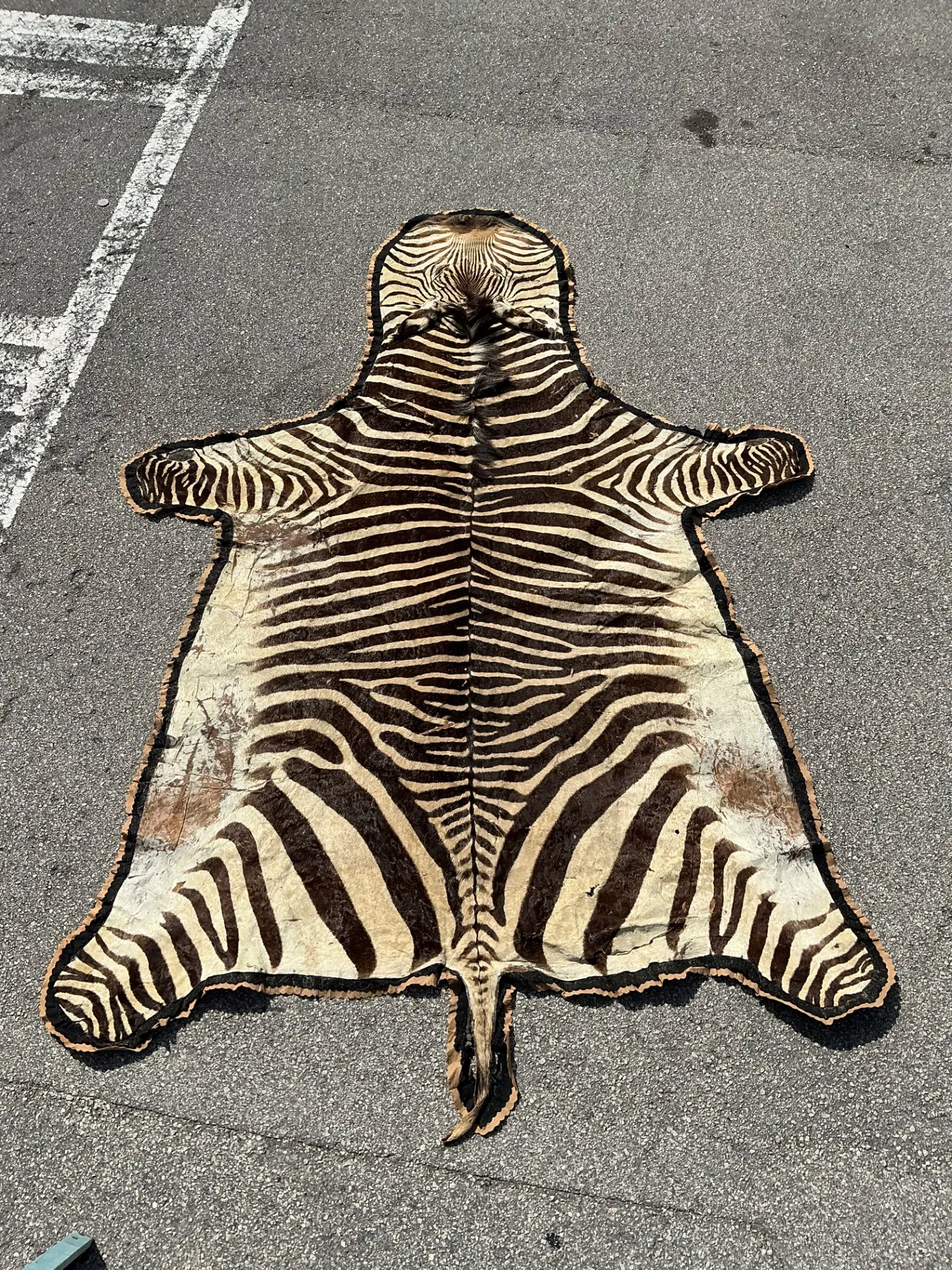 Vintage Zebra Hide Rug — additional photo 7