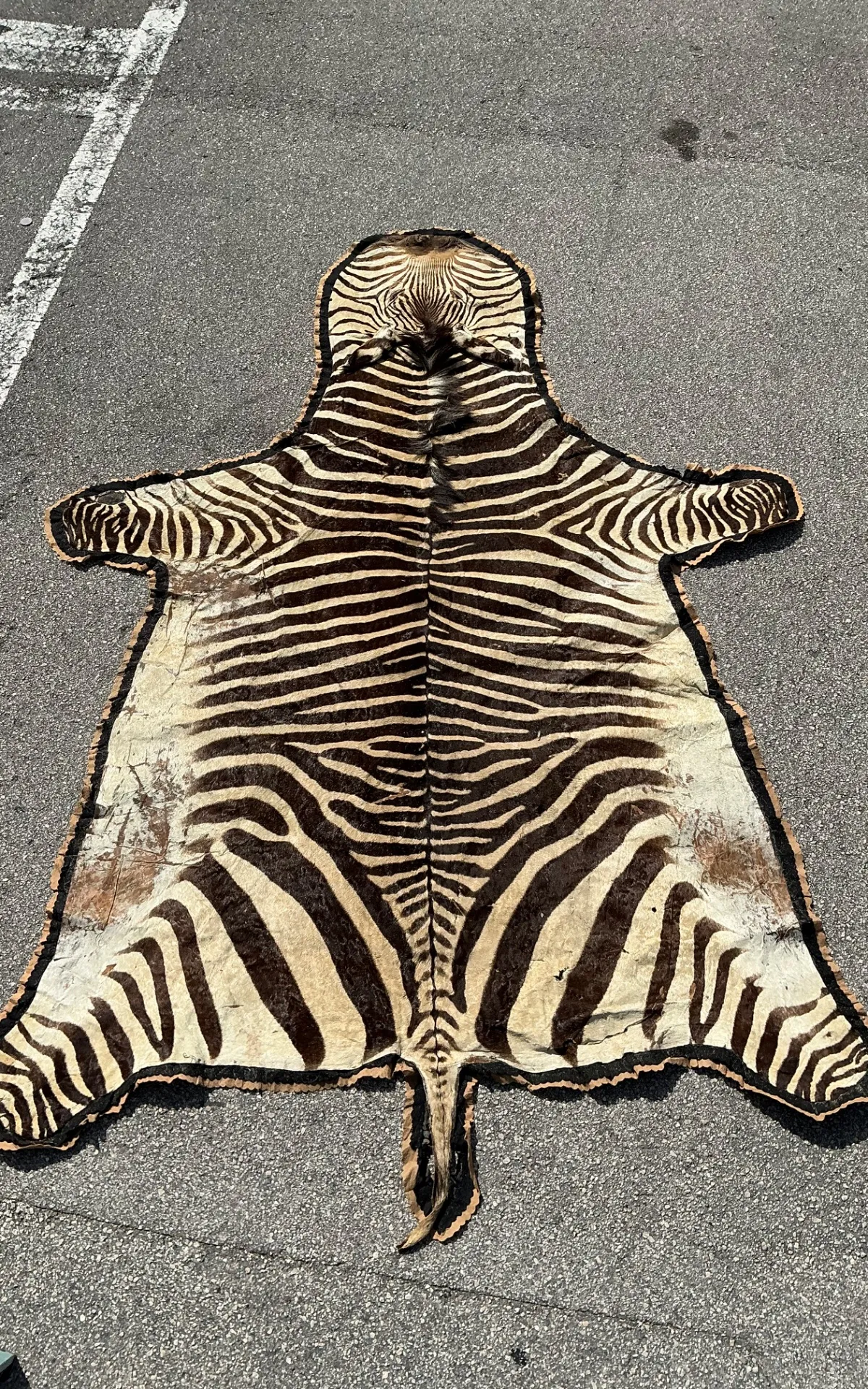 Vintage Zebra Hide Rug — additional photo 7