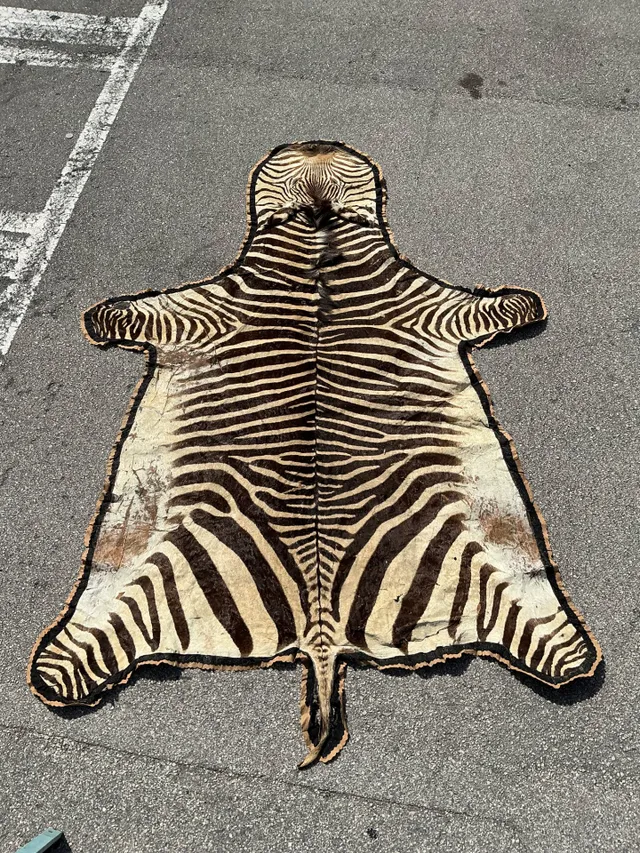 Vintage Zebra Hide Rug — additional photo 7