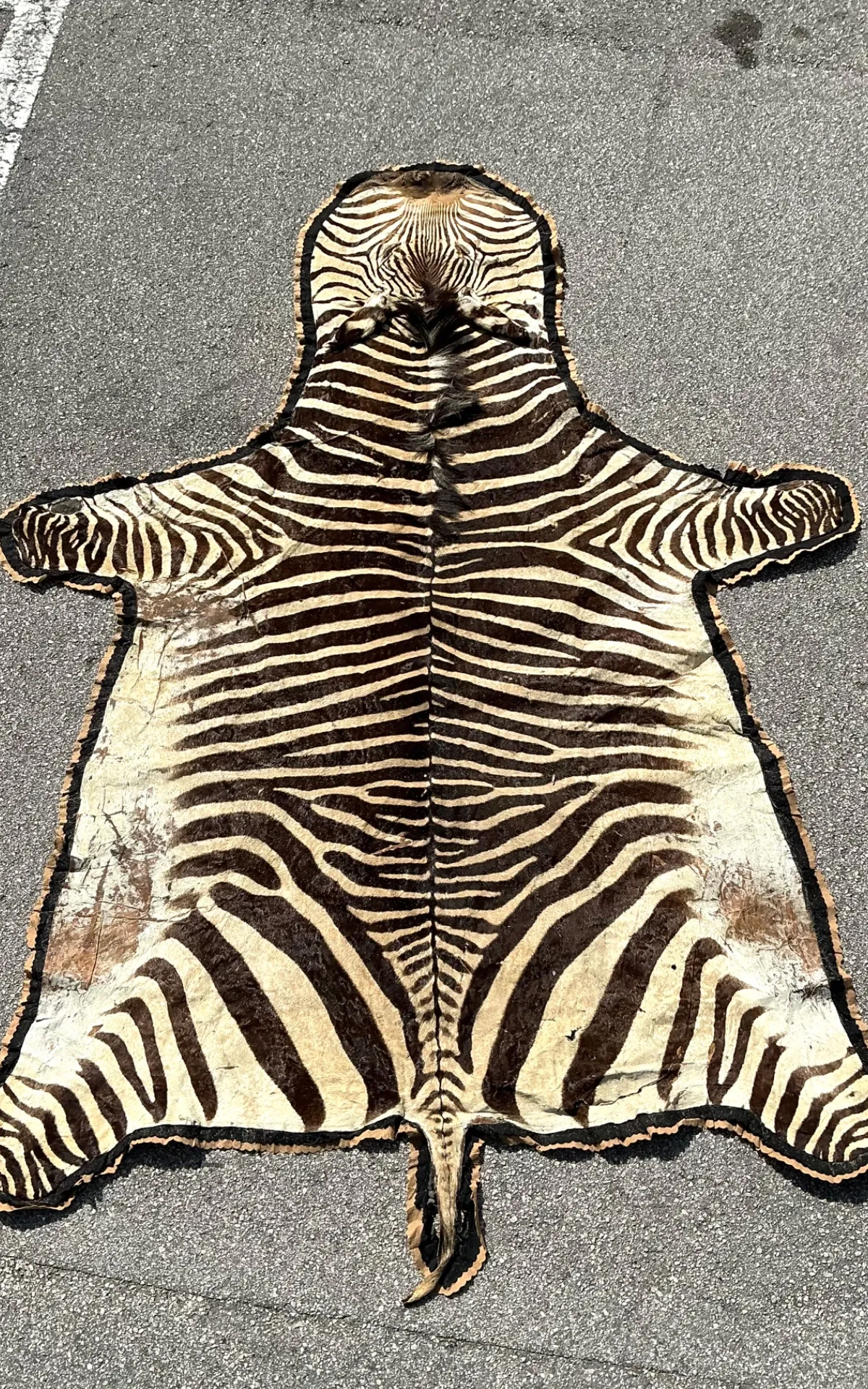 Vintage Zebra Hide Rug — additional photo 5