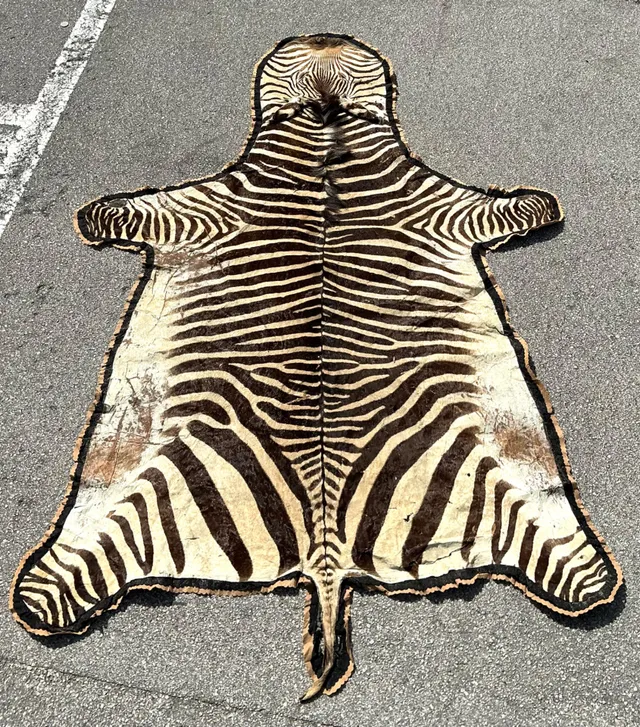 Vintage Zebra Hide Rug — additional photo 3