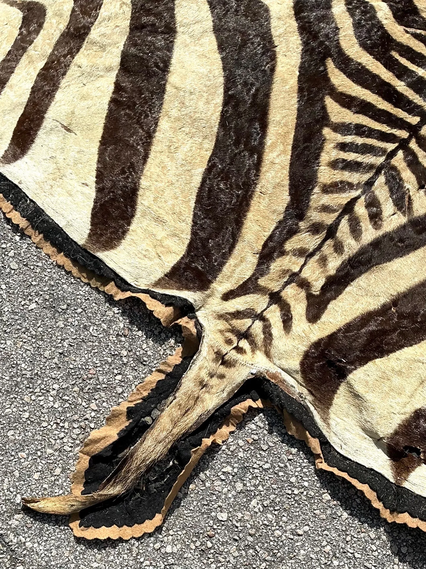 Vintage Zebra Hide Rug — additional photo 6