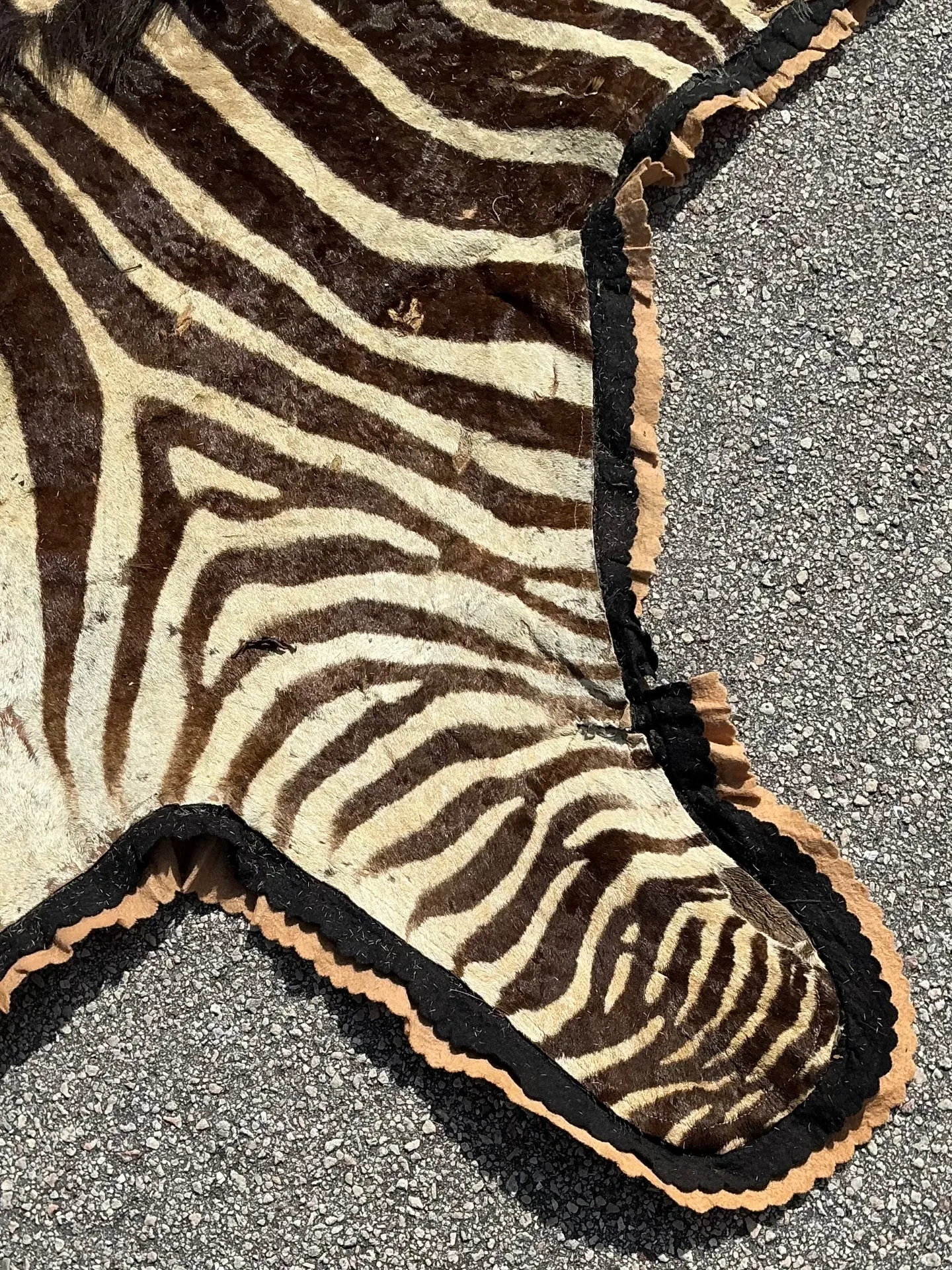 Vintage Zebra Hide Rug — additional photo 4