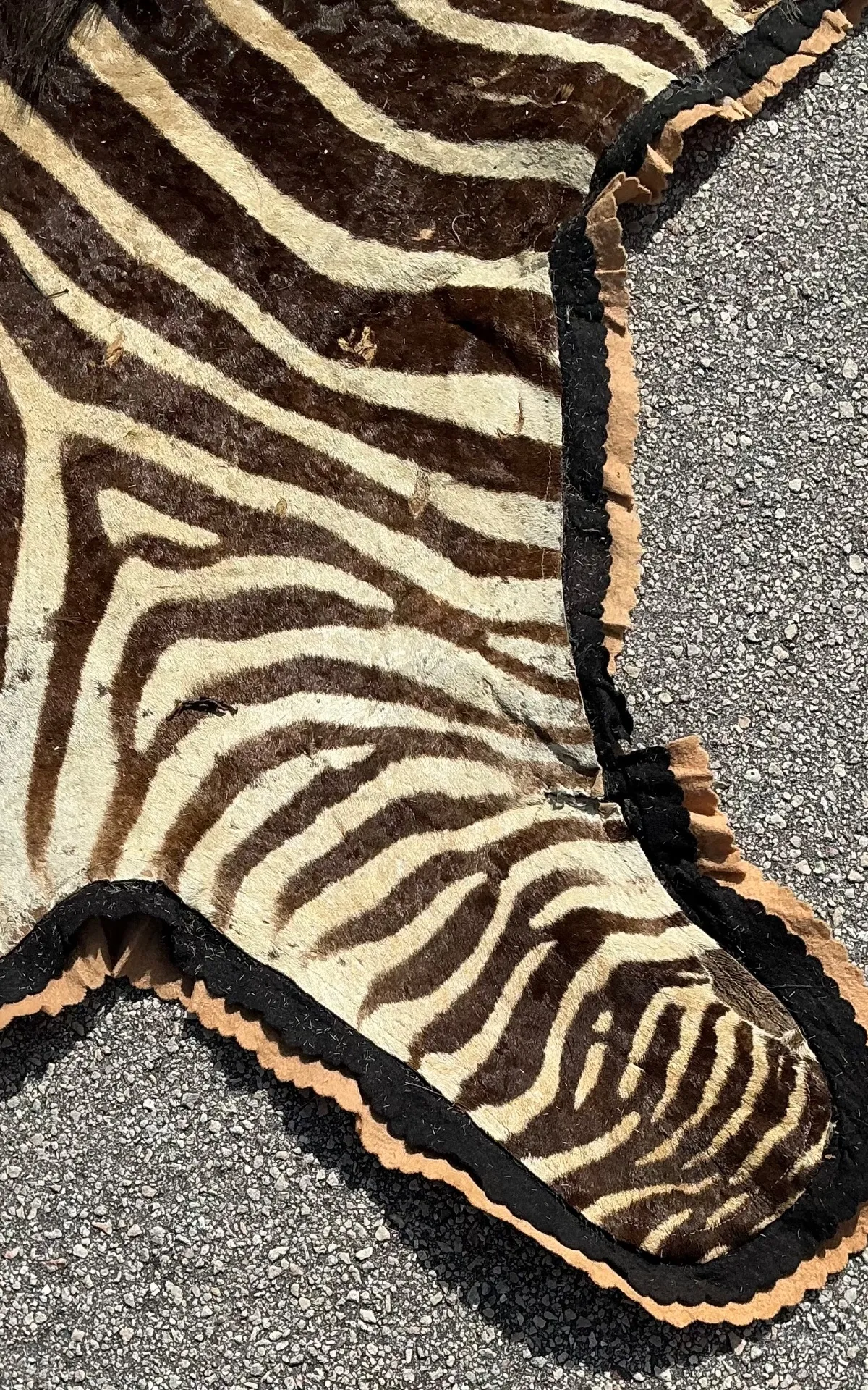 Vintage Zebra Hide Rug — additional photo 4