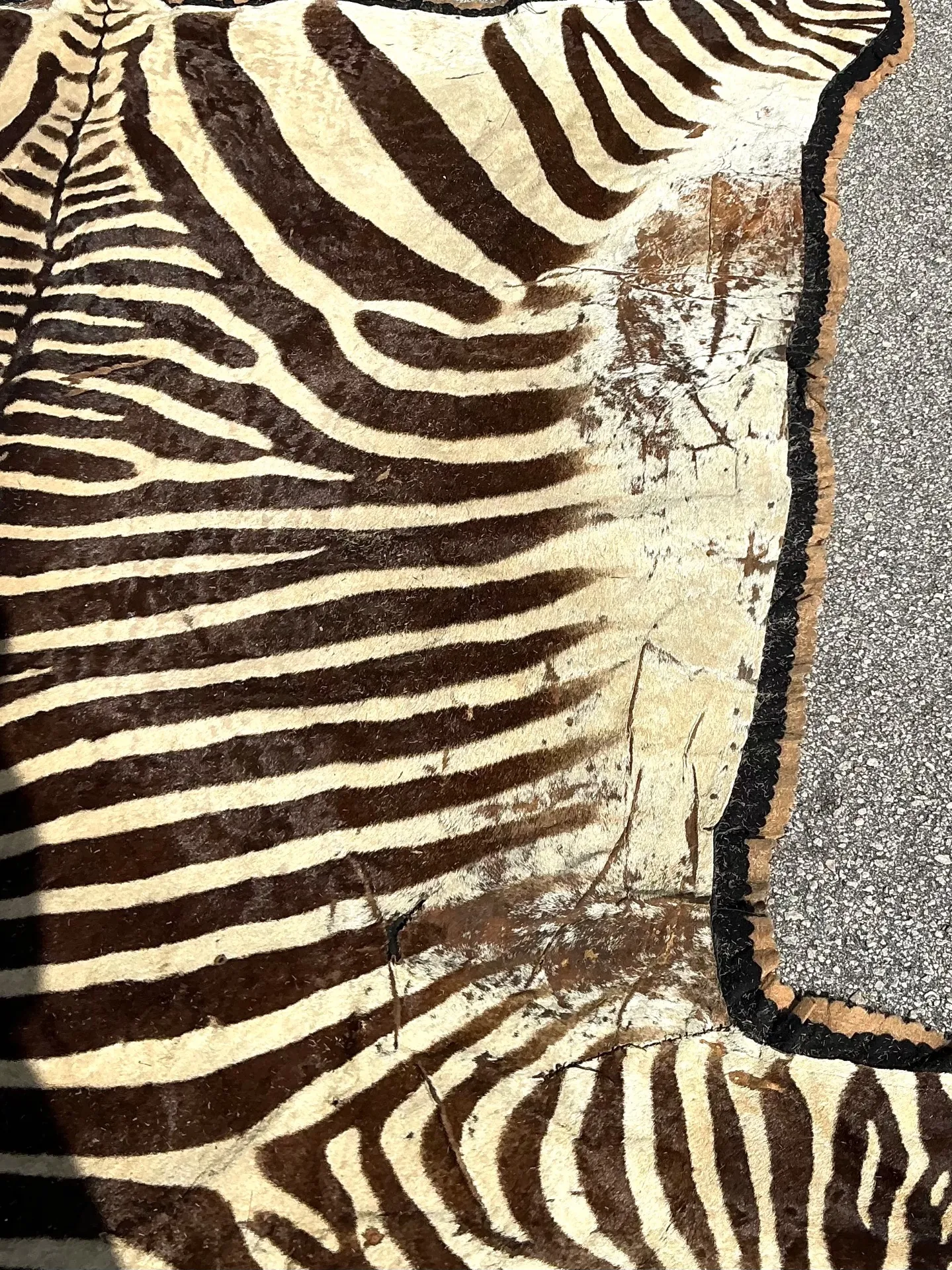 Vintage Zebra Hide Rug — additional photo 2