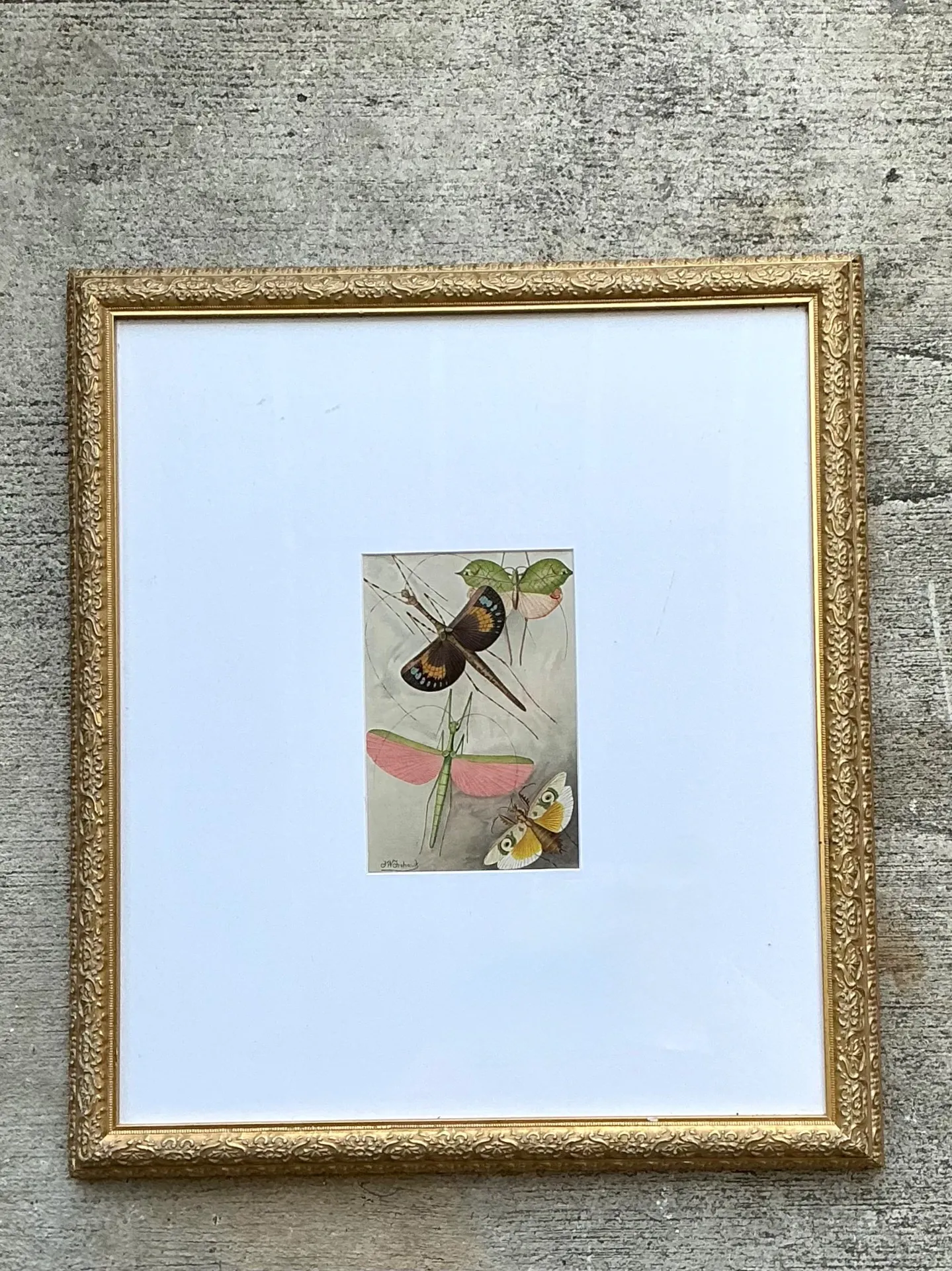 Vintage Botanical Insect Study in Gilt Frame — additional photo 3
