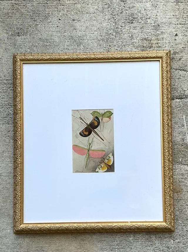 Vintage Botanical Insect Study in Gilt Frame — additional photo 3