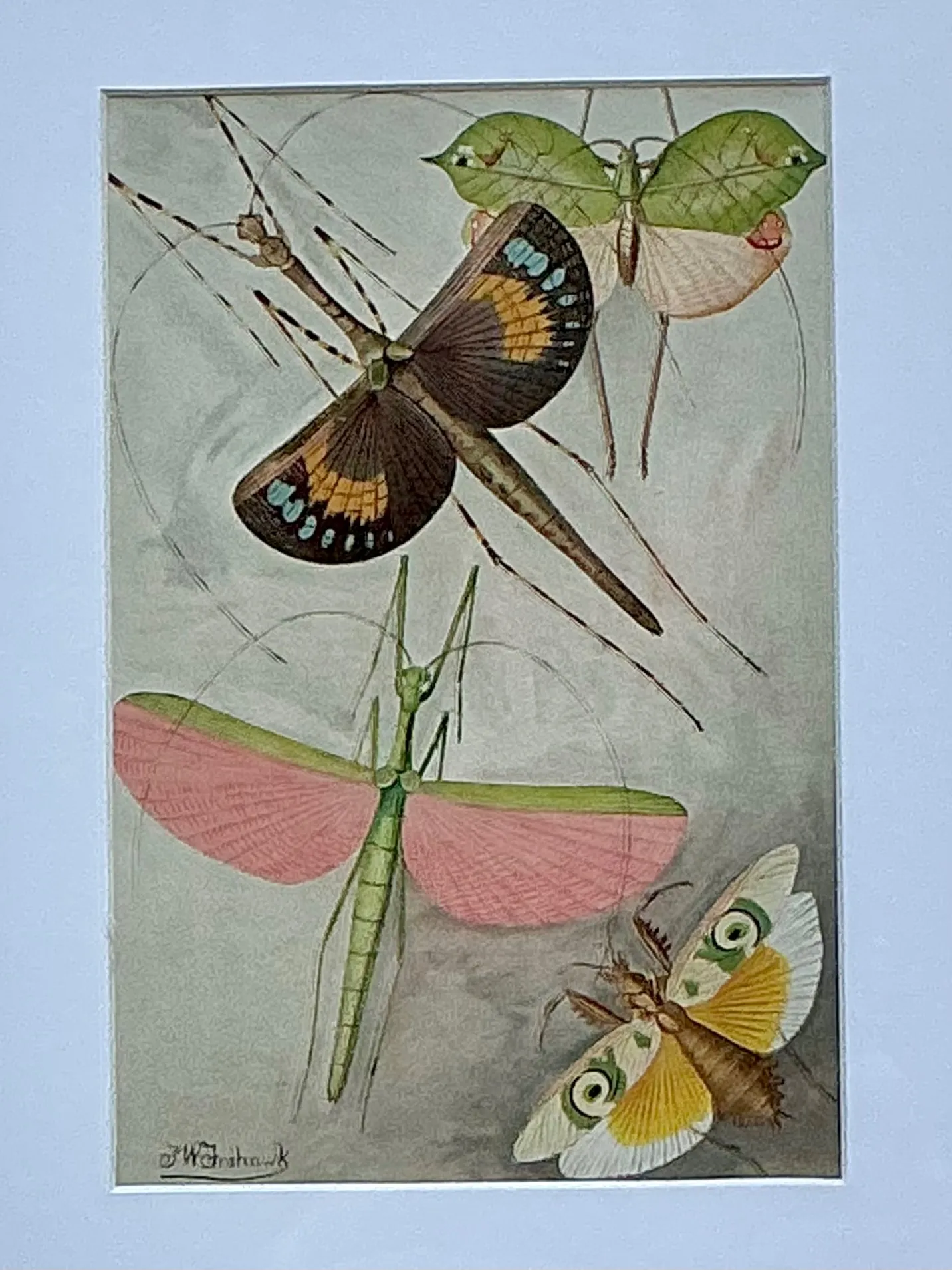 Vintage Botanical Insect Study in Gilt Frame — additional photo 4