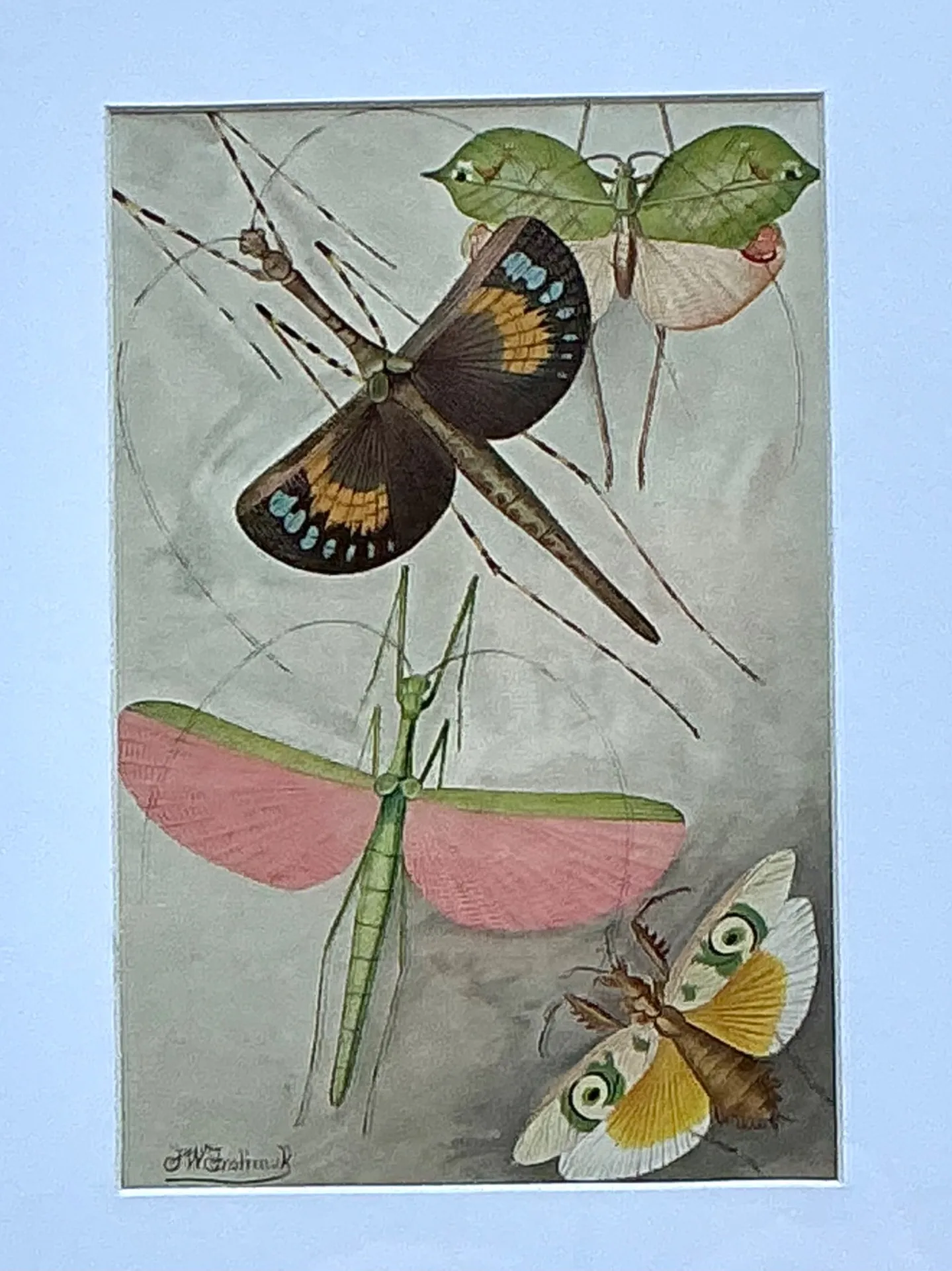 Vintage Botanical Insect Study in Gilt Frame — additional photo 7